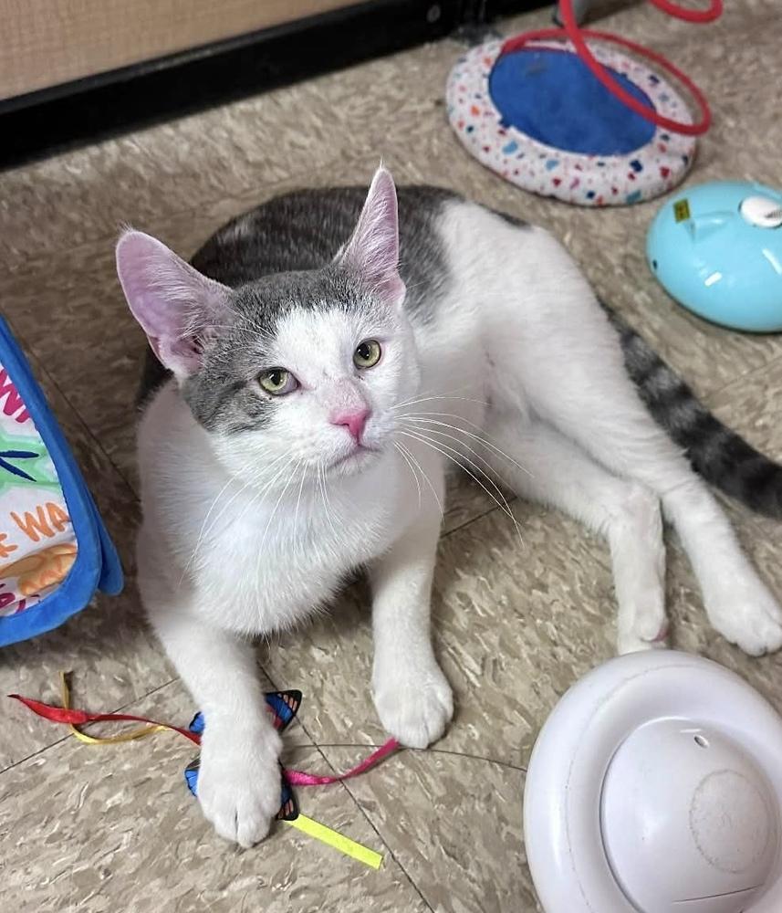 Whiskey, a Adoptable Domestic Short Hair in Chicago, IL image 4/6