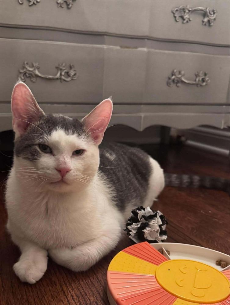Whiskey, a Adoptable Domestic Short Hair in Chicago, IL image 6/6