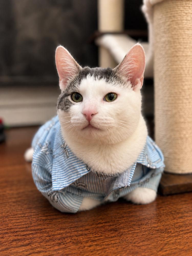 Enlarge Whiskey, a Adoptable Domestic Short Hair in Chicago, IL image 6/6
