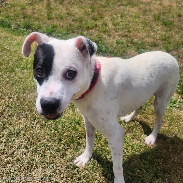 Enlarge Lewis, a ADOPTABLE mixed breed in Manhasset, NY image 2/6