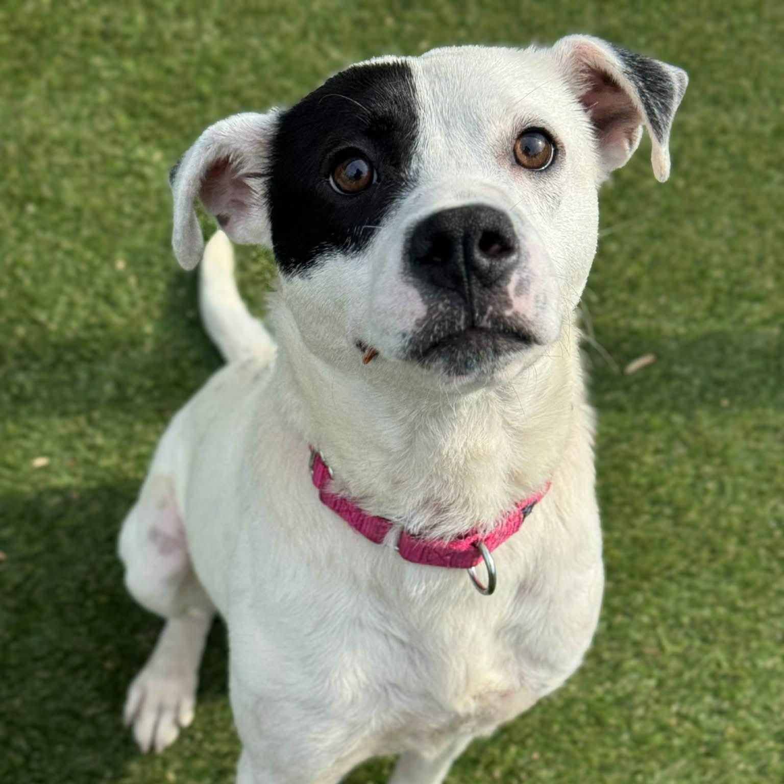 Enlarge Lewis, a ADOPTABLE mixed breed in Manhasset, NY image 1/6