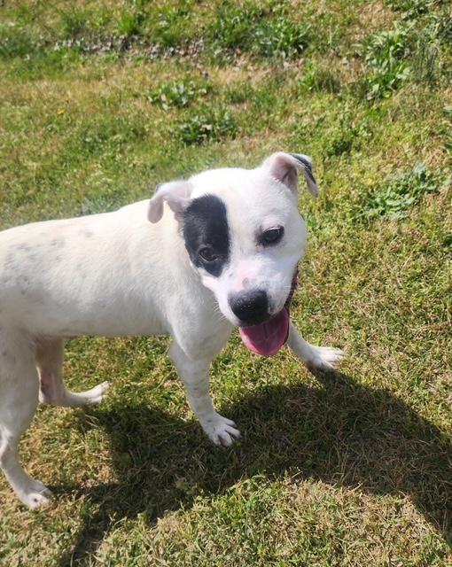 Enlarge Lewis, a ADOPTABLE mixed breed in Manhasset, NY image 3/6