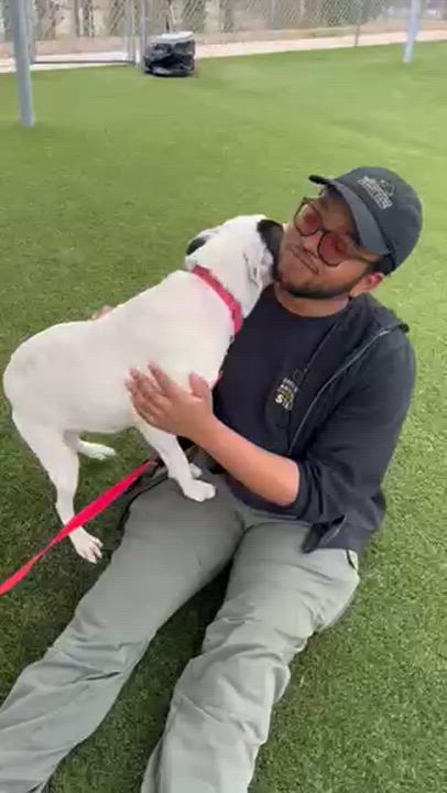 Enlarge Lewis, a ADOPTABLE mixed breed in Manhasset, NY video 4/6