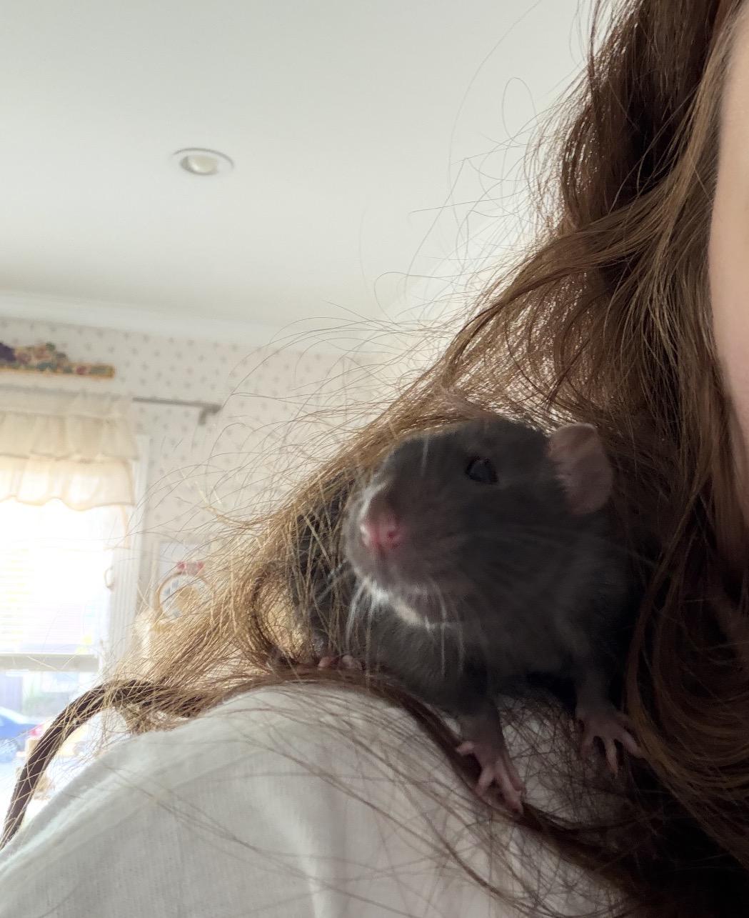 Enlarge Meg, an adopted Rat in Los Angeles, CA image 2/3