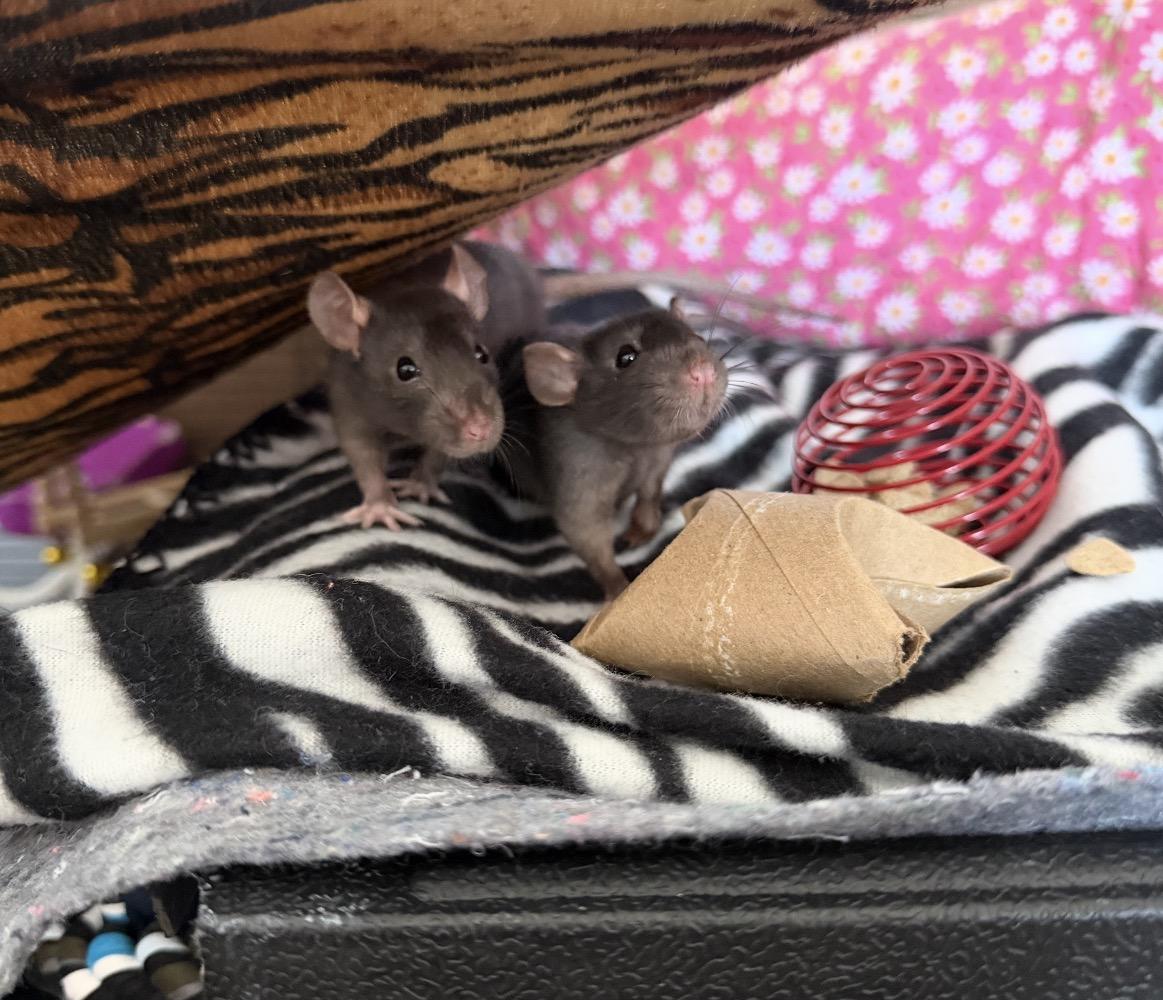Meg, adopted, Baby Female Rat.