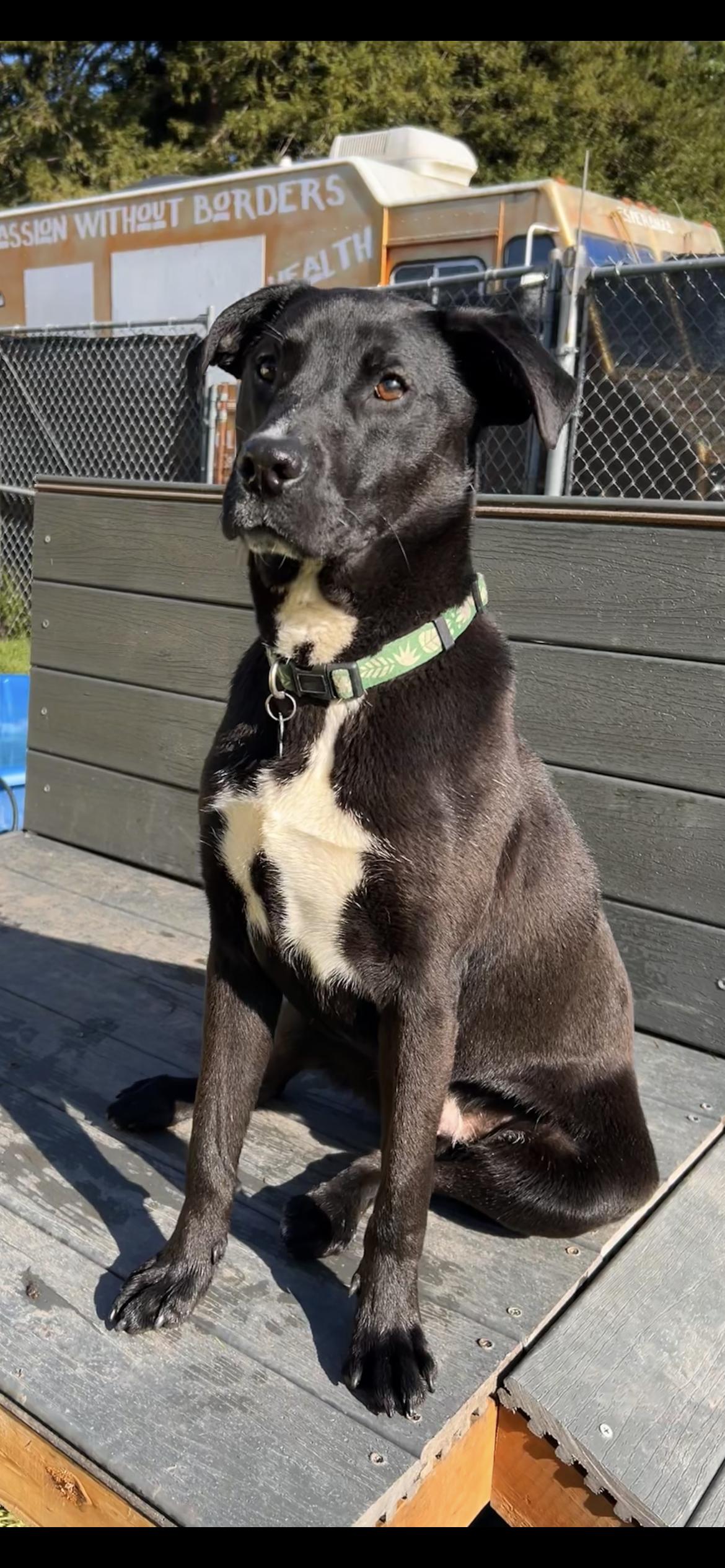 Enlarge Bumblebee, a ADOPTABLE mixed breed in Santa Rosa, CA image 3/6