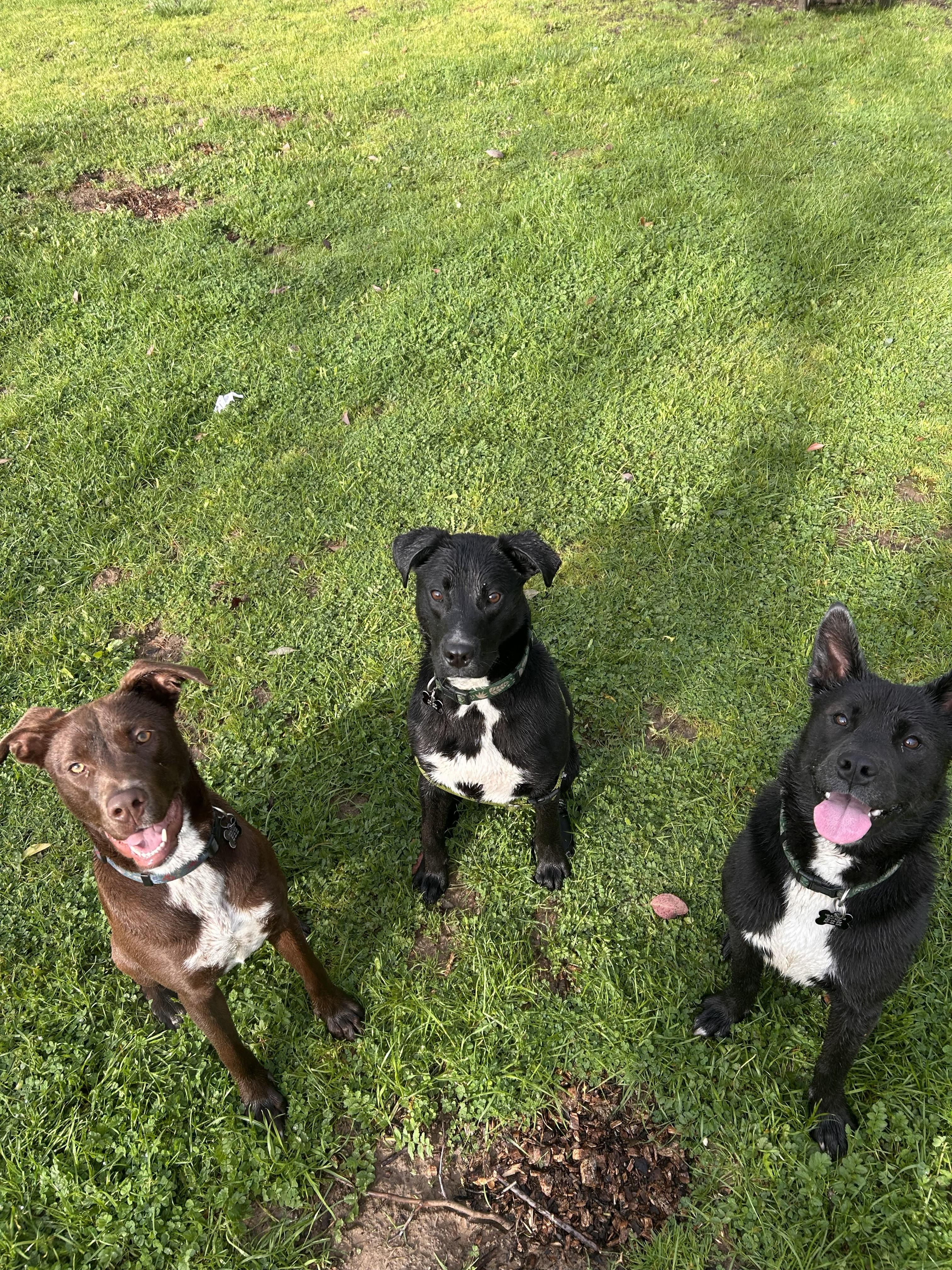 Enlarge Bumblebee, a ADOPTABLE mixed breed in Santa Rosa, CA image 6/6