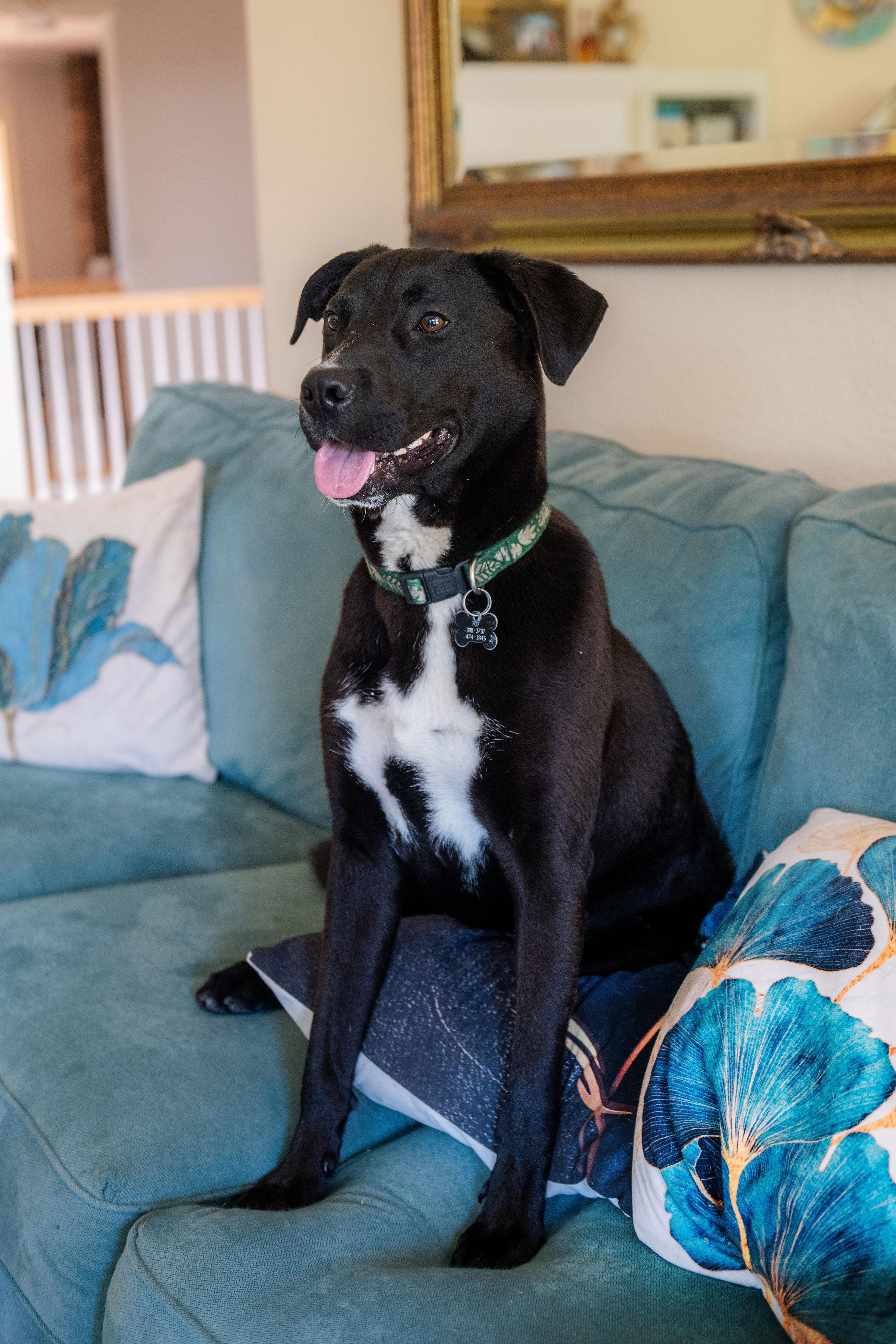 Enlarge Bumblebee, a ADOPTABLE mixed breed in Santa Rosa, CA image 3/6