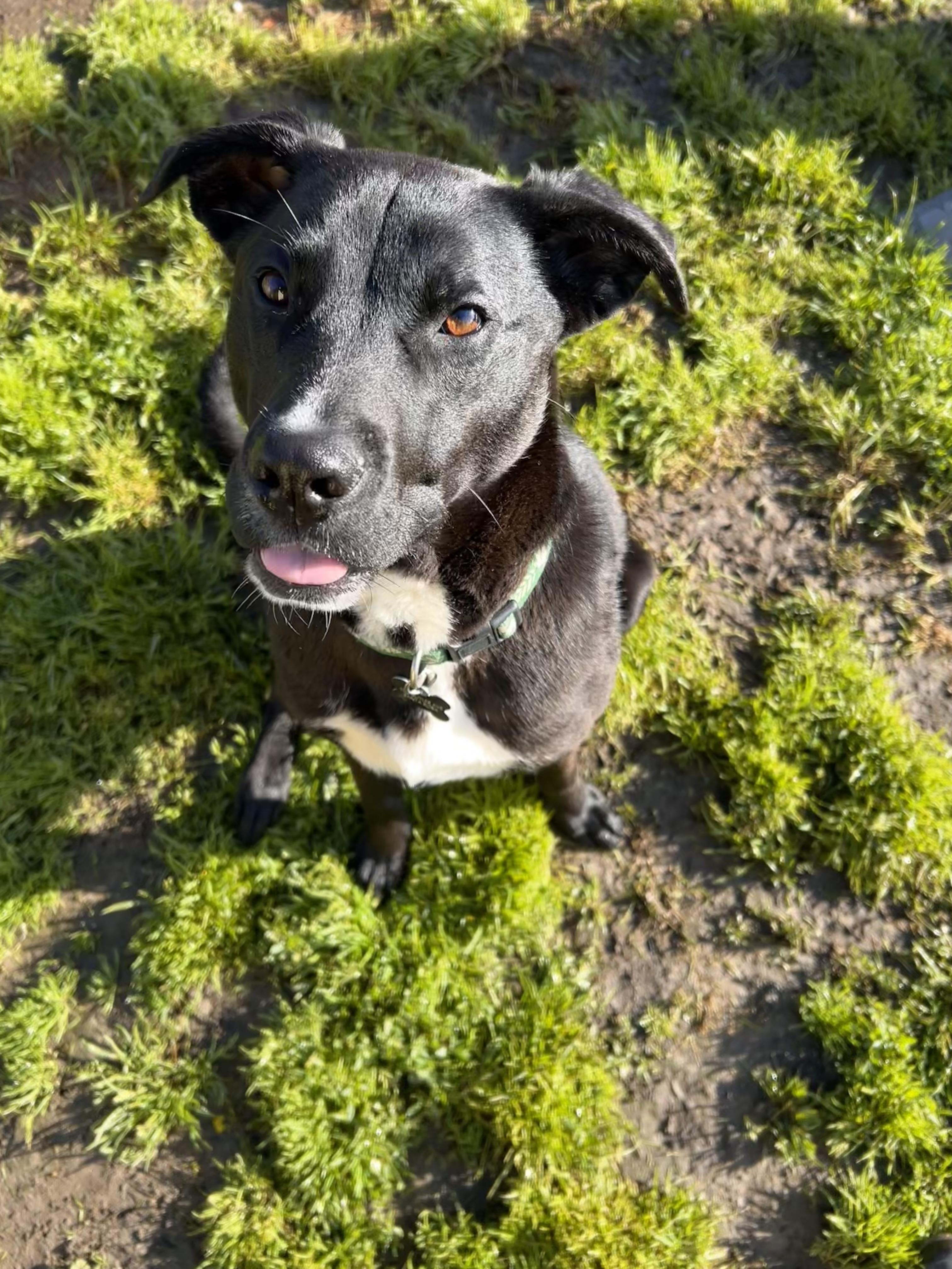 Bumblebee, ADOPTABLE, Young Male Labrador Retriever.