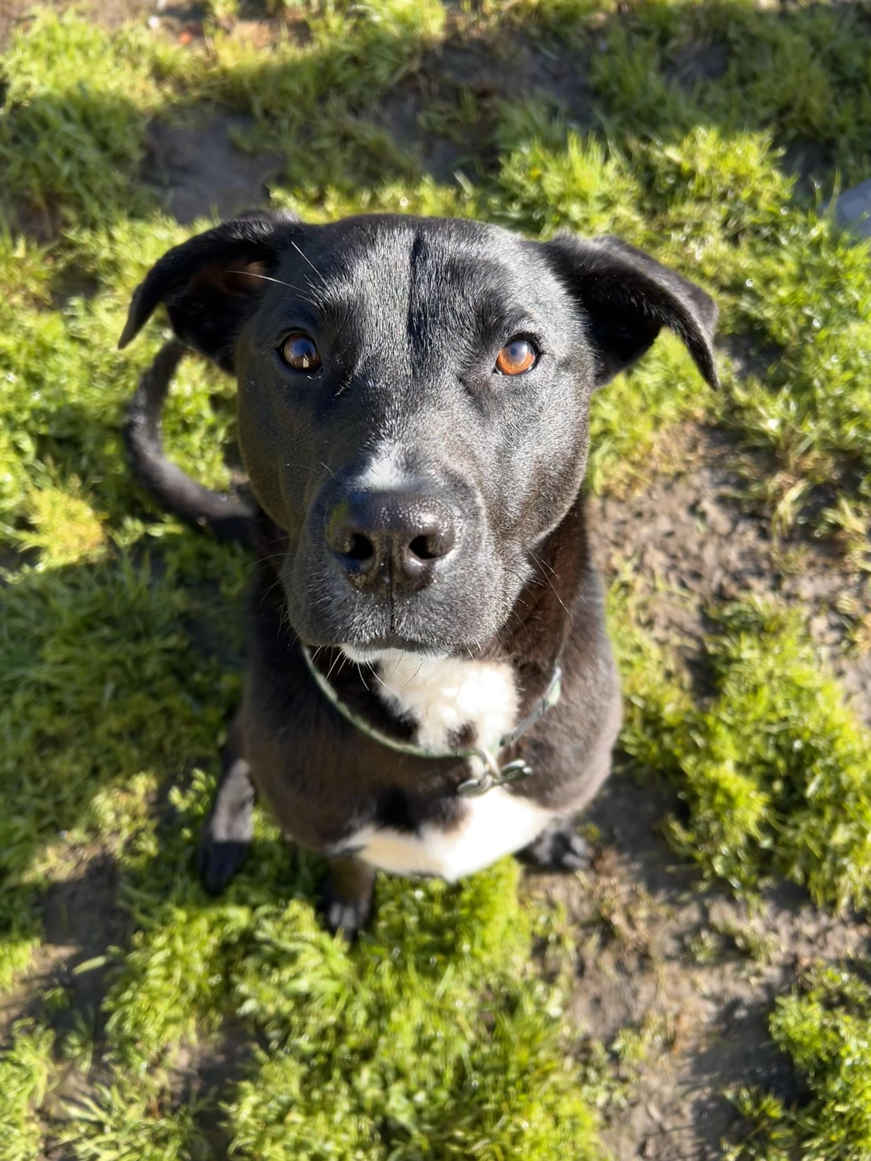 Enlarge Bumblebee, a ADOPTABLE mixed breed in Santa Rosa, CA image 5/6