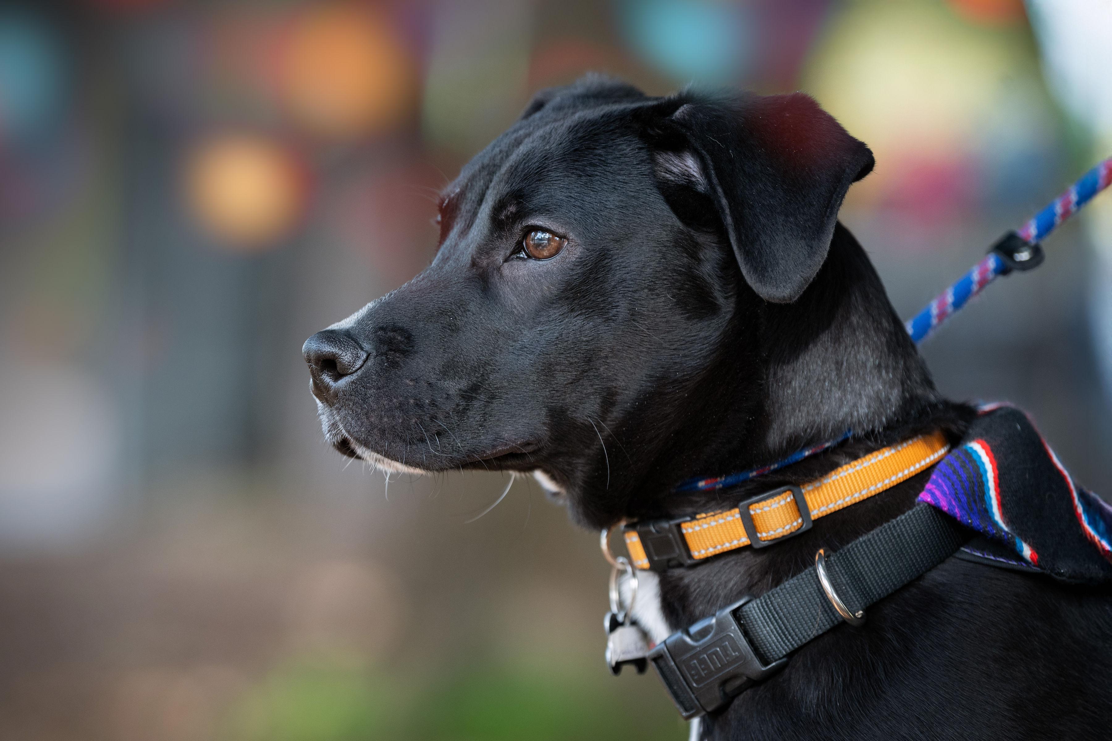 Enlarge Bumblebee, a ADOPTABLE mixed breed in Santa Rosa, CA image 4/6