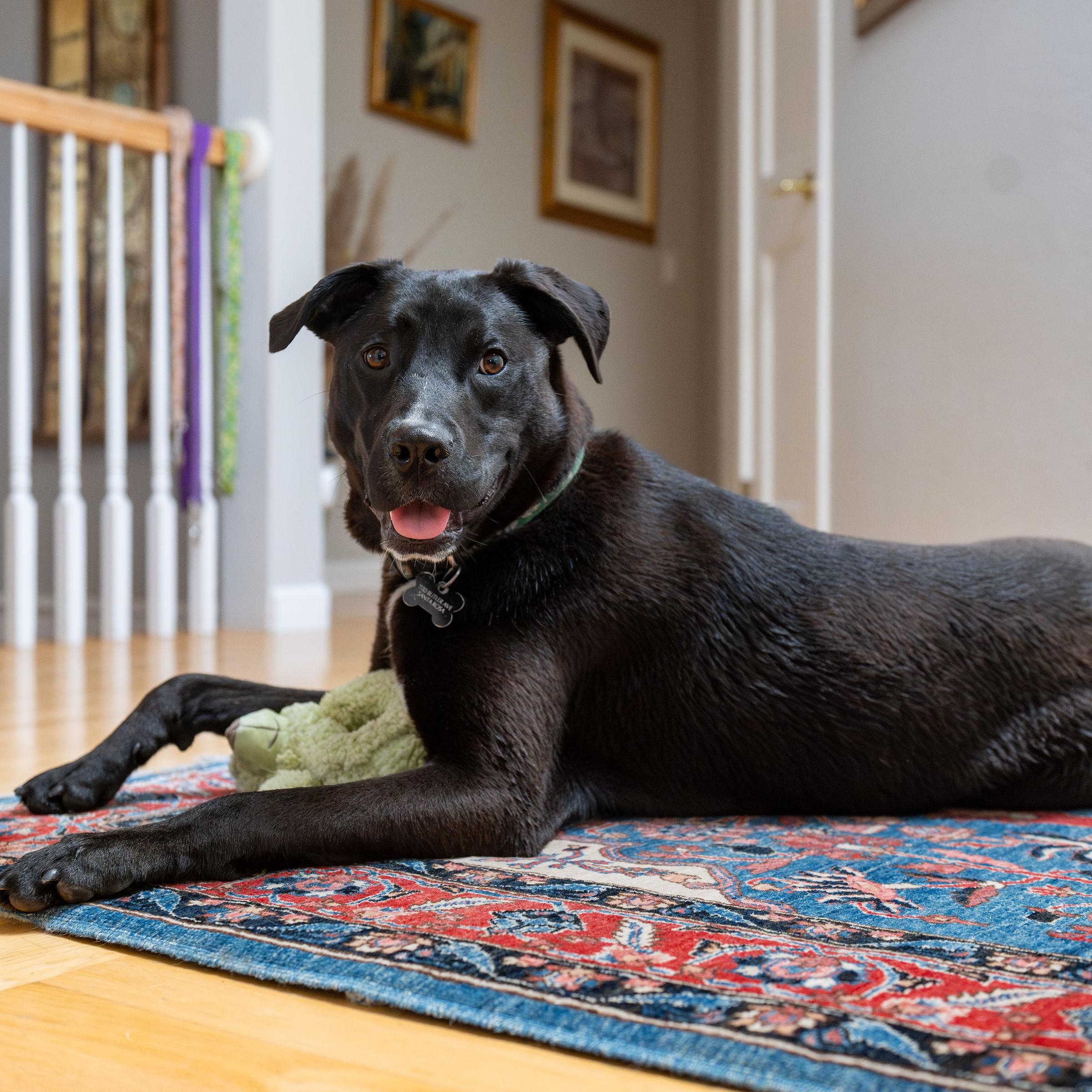 Bumblebee, ADOPTABLE, Young Male Labrador Retriever.
