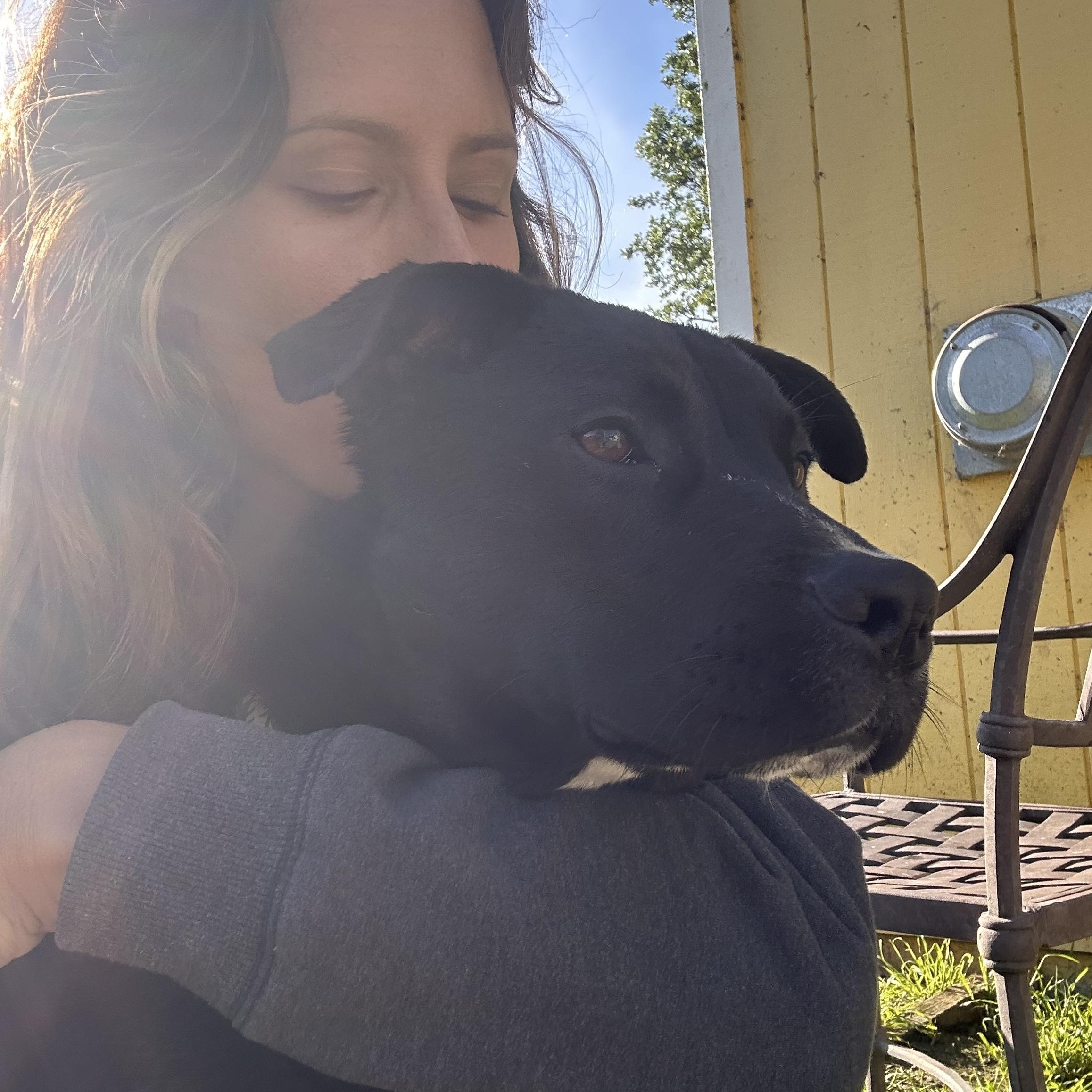 Enlarge Bumblebee, a ADOPTABLE mixed breed in Santa Rosa, CA image 2/6