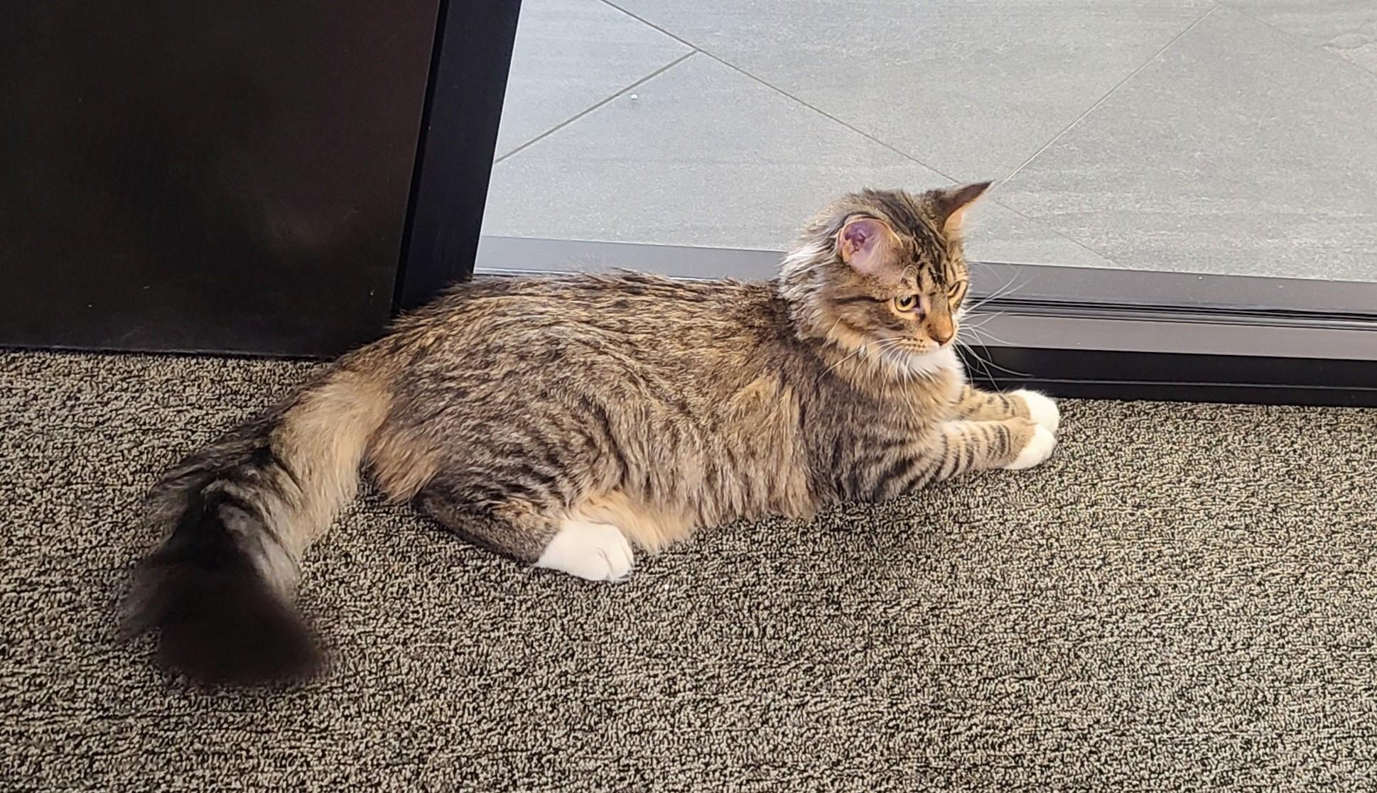 Enlarge Kringle, a Adopted Domestic Long Hair in Topeka, KS image 1/2