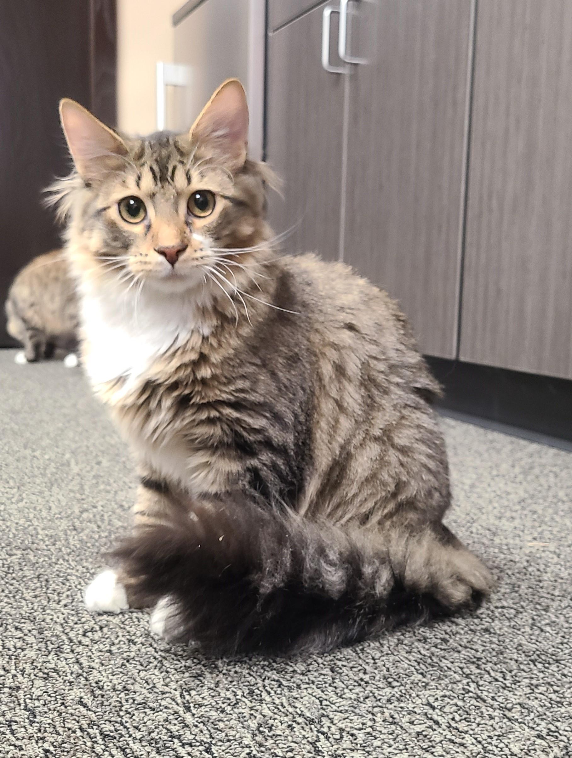 Enlarge Kringle, a Adopted Domestic Long Hair in Topeka, KS image 2/2