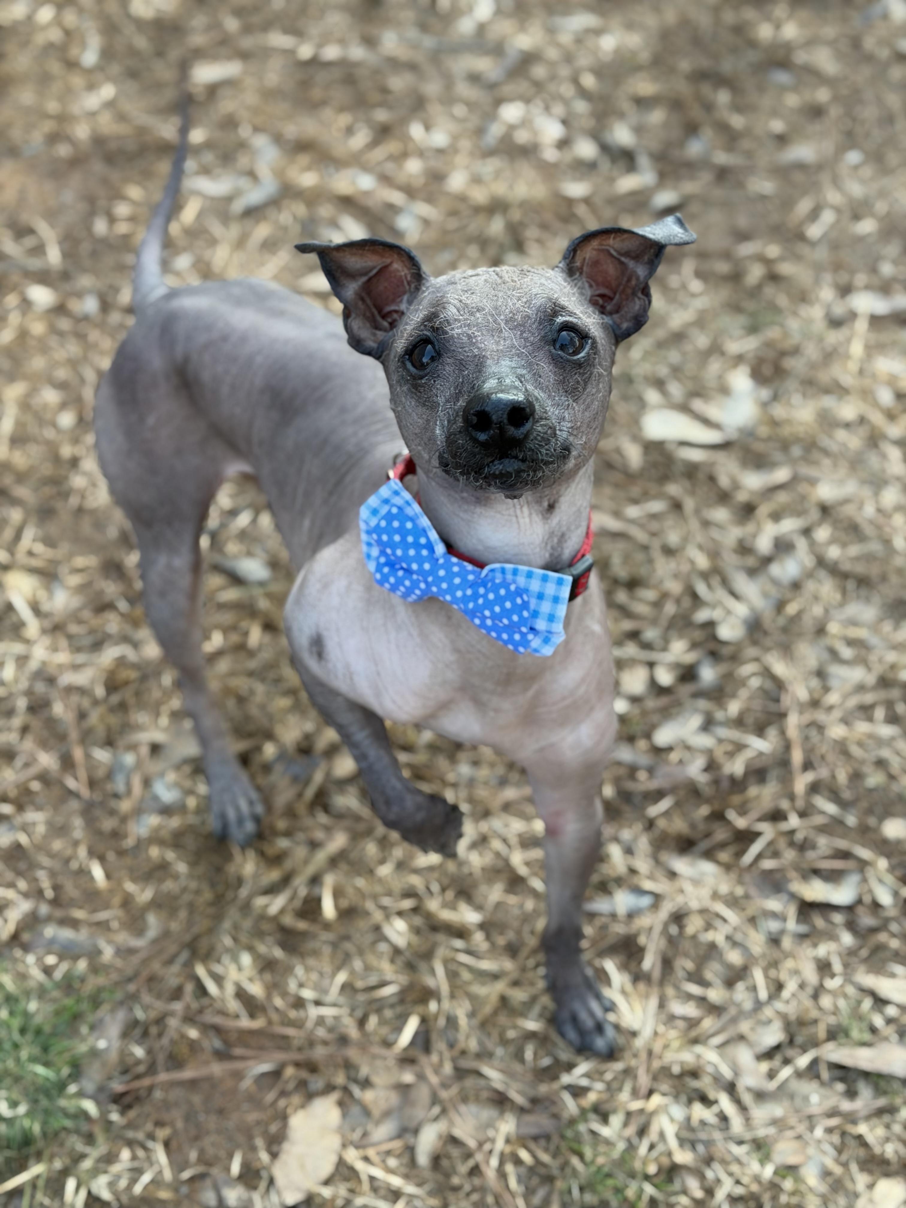 Melvin, ADOPTABLE, Adult Male Xoloitzcuintli / Mexican Hairless.