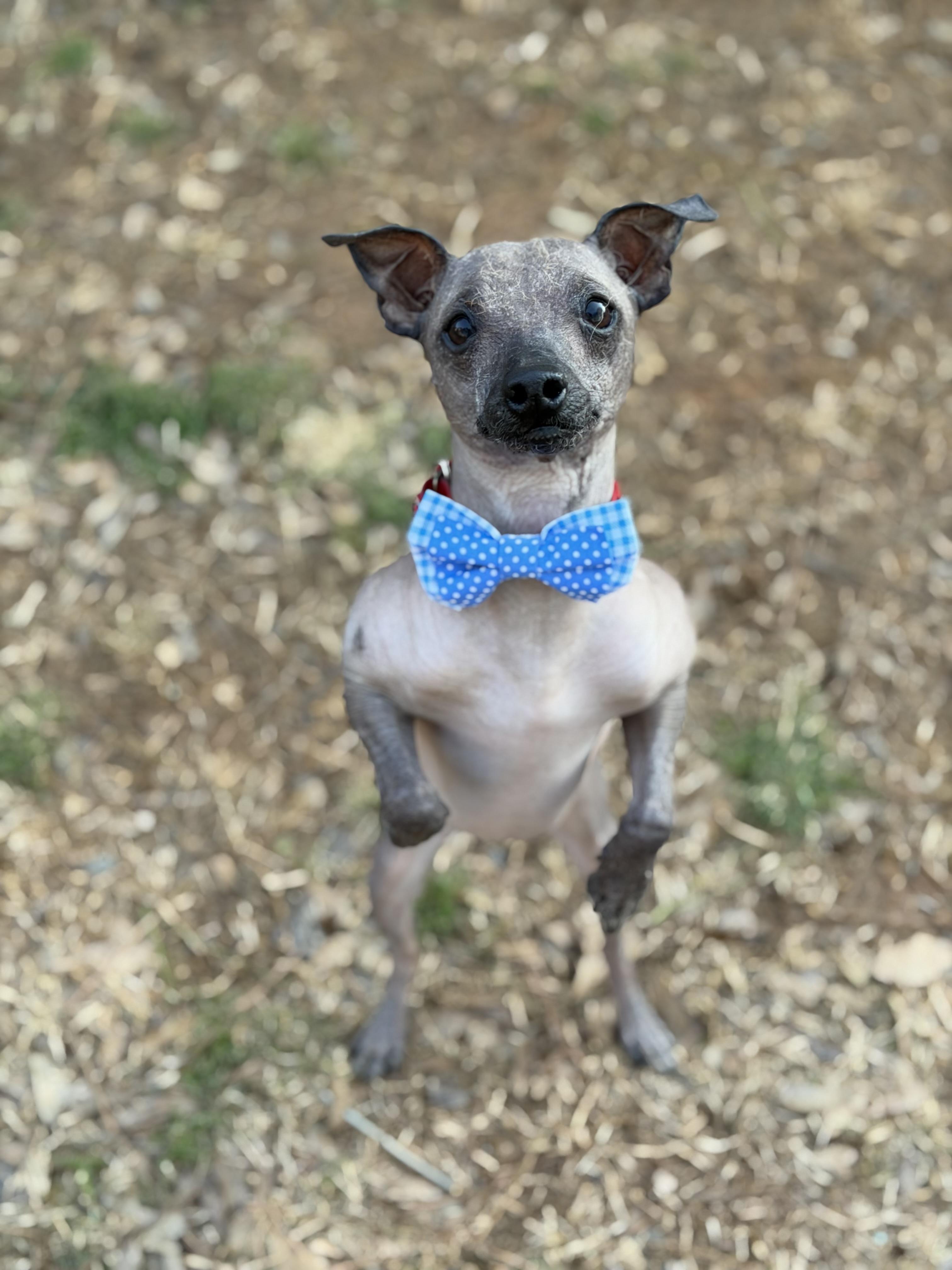 Melvin, a ADOPTABLE mixed breed in Atlanta, GA image 3/4