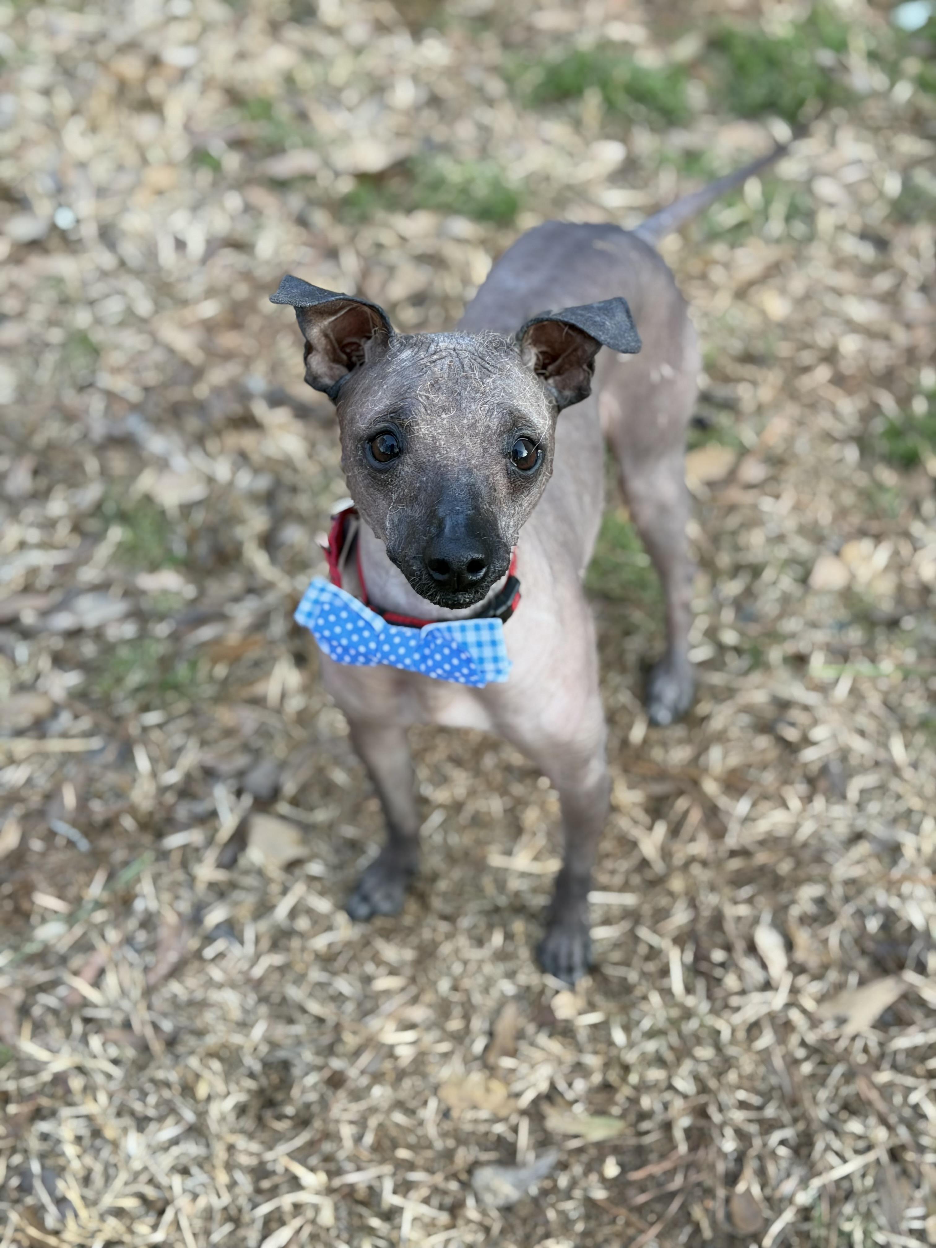 Melvin, a ADOPTABLE mixed breed in Atlanta, GA image 2/4