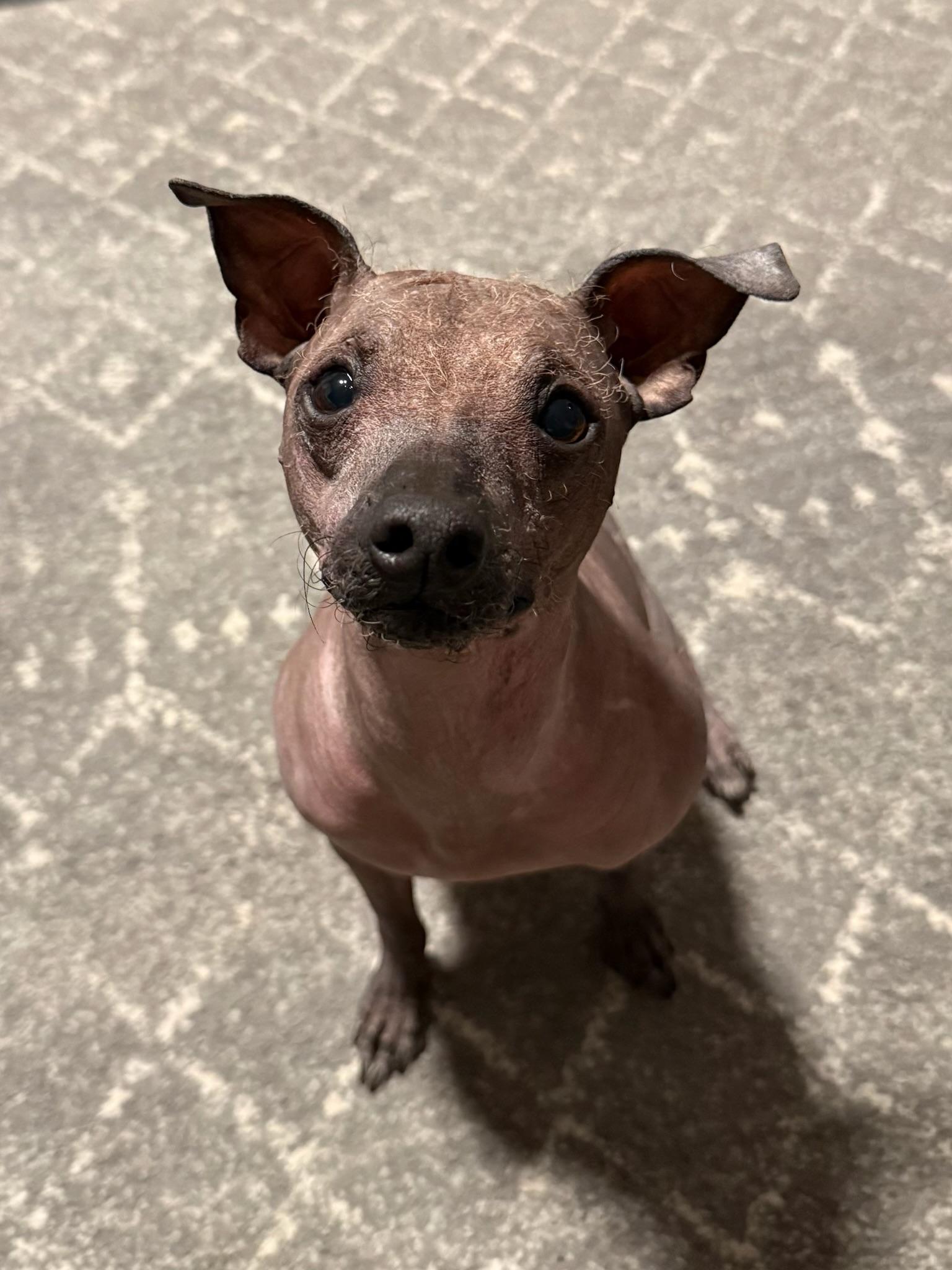 Melvin, a ADOPTABLE mixed breed in Atlanta, GA image 4/4