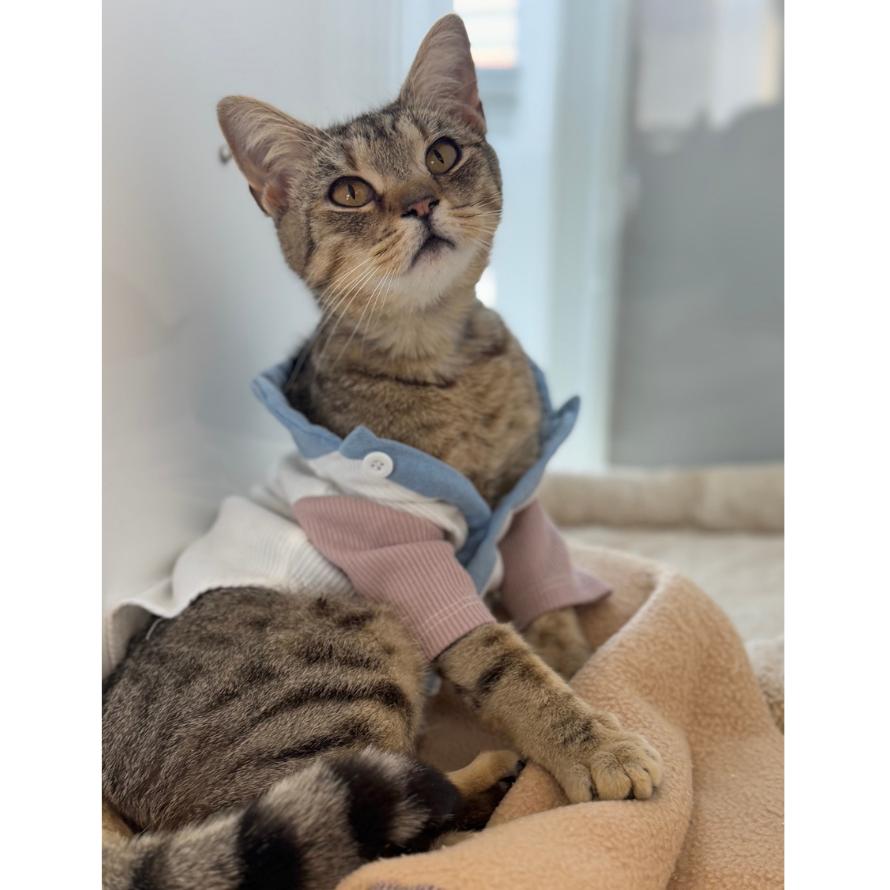 Lover Girl, Adoptable, Young Female Domestic Short Hair.