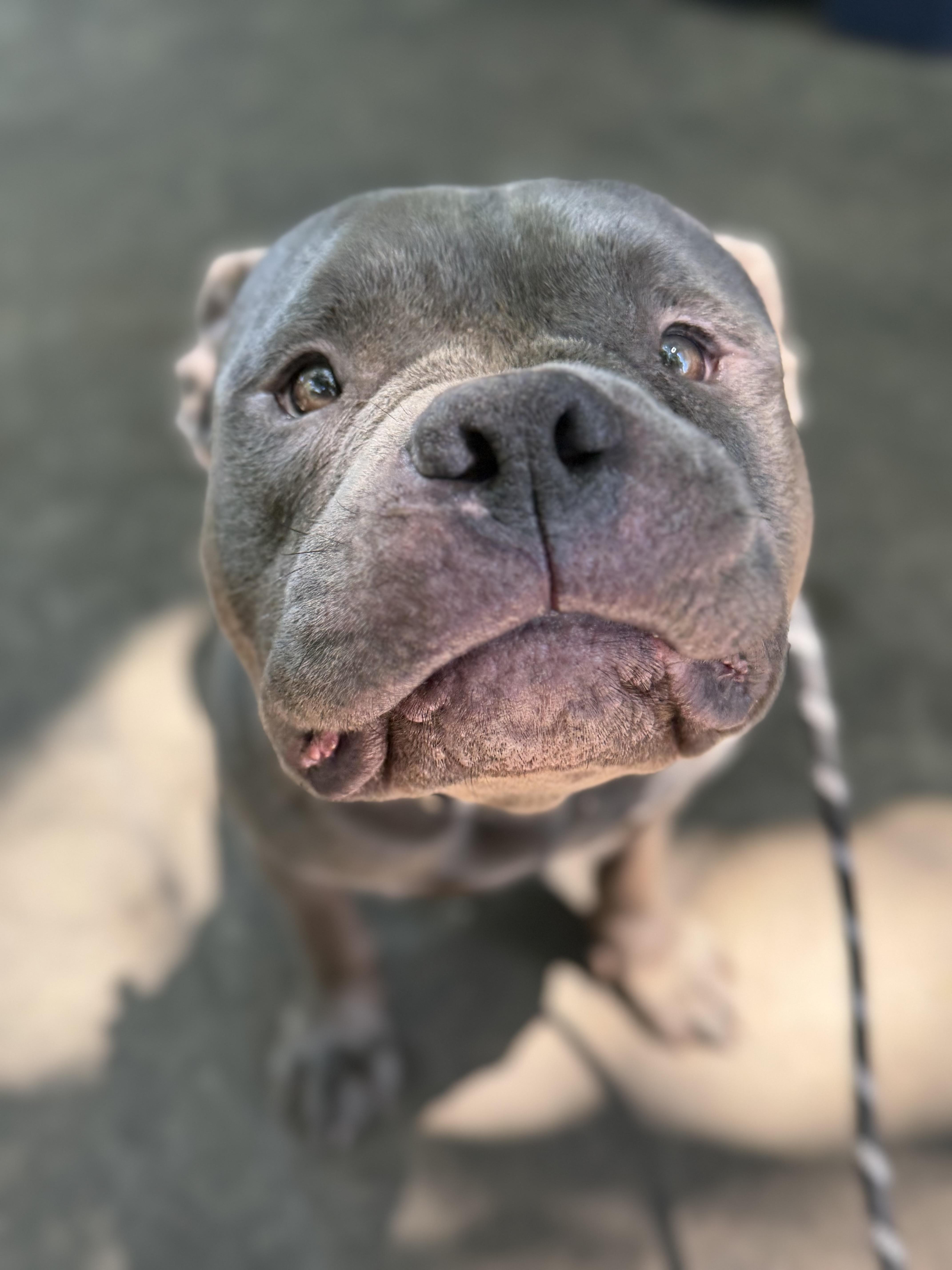 Enlarge Sulley, a Adopted Pit Bull Terrier in Raytown, MO image 6/6