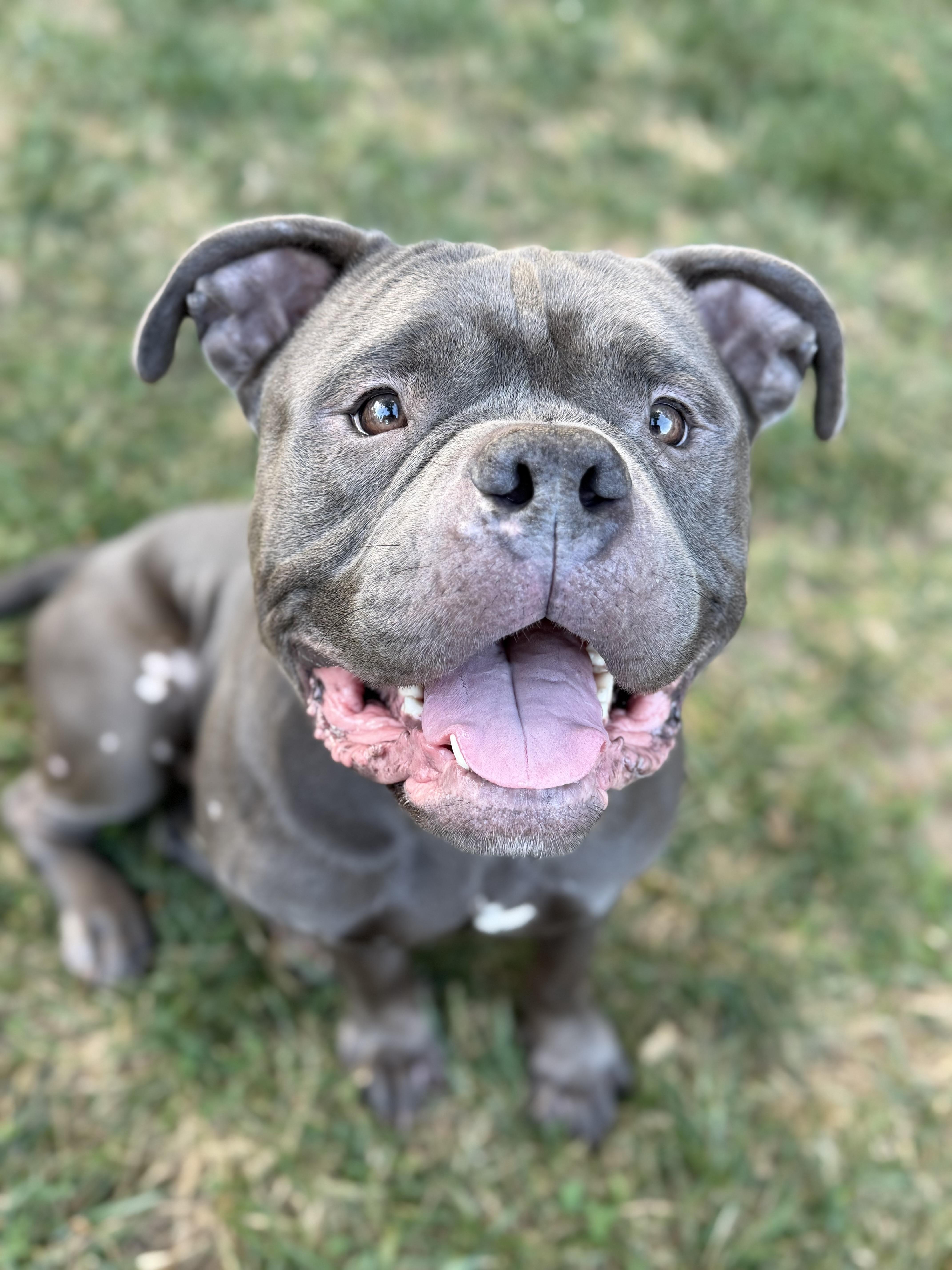 Enlarge Sulley, a Adopted Pit Bull Terrier in Raytown, MO image 5/6