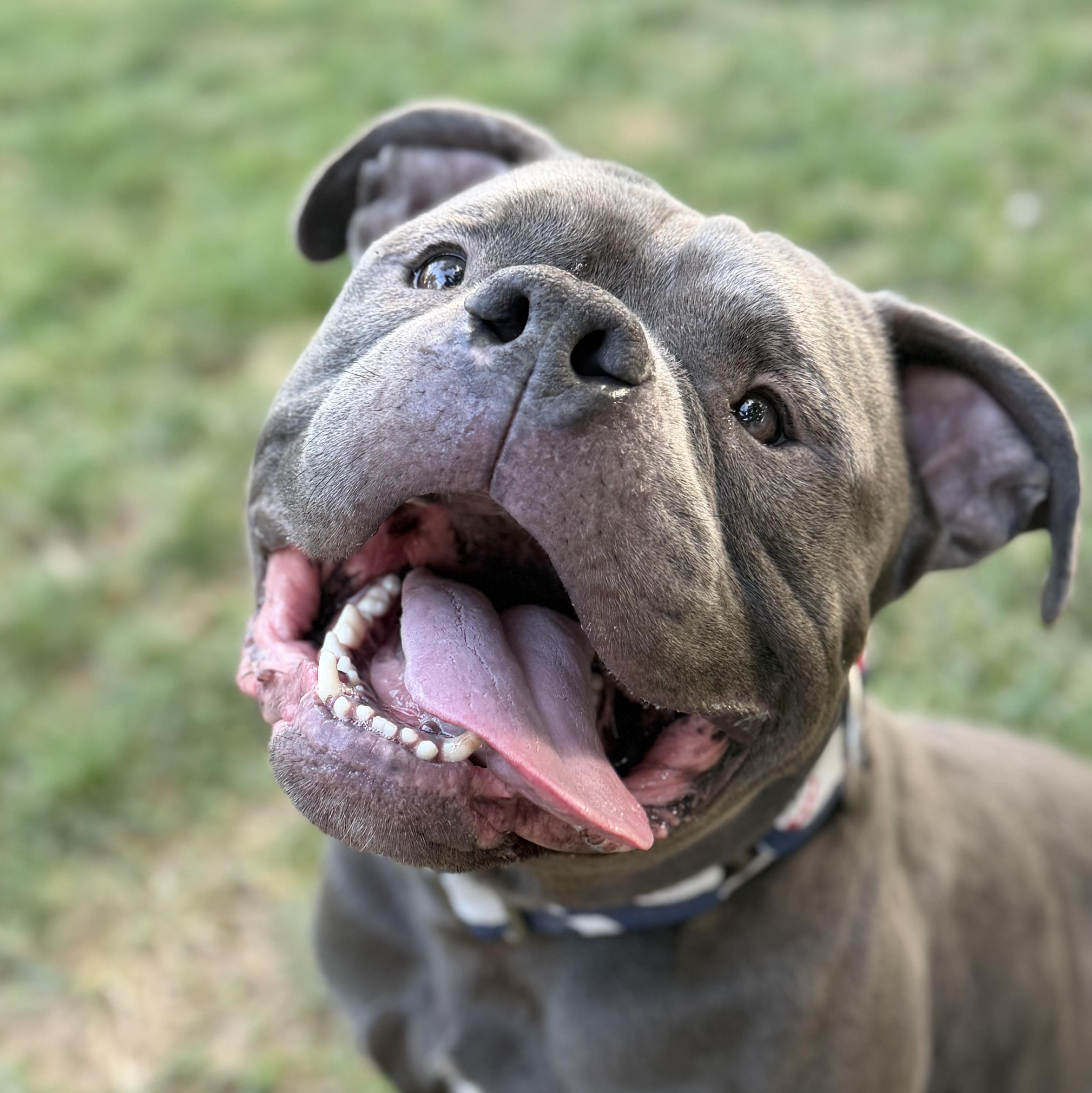 Enlarge Sulley, a Adopted Pit Bull Terrier in Raytown, MO image 1/6