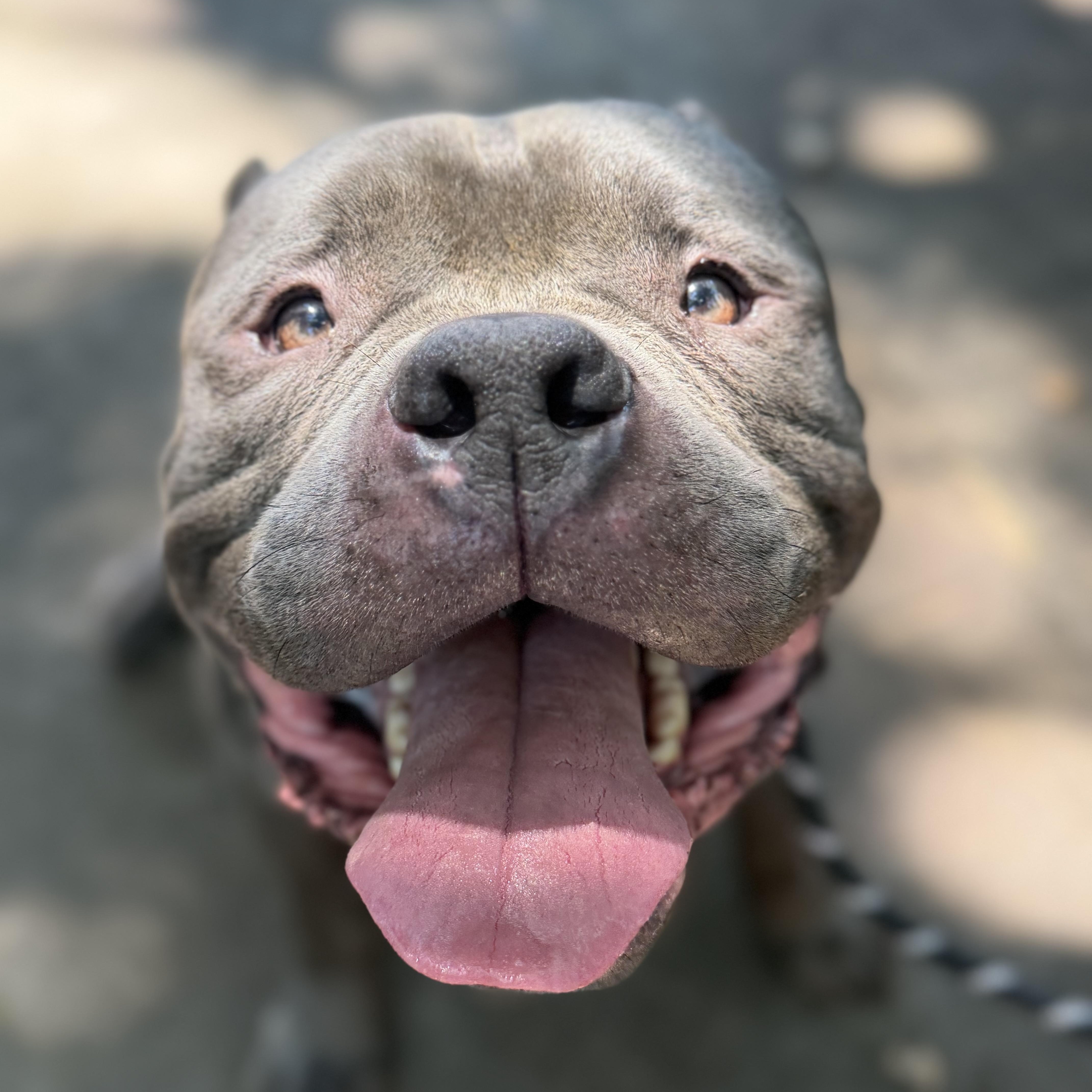 Enlarge Sulley, a Adopted Pit Bull Terrier in Raytown, MO image 2/6