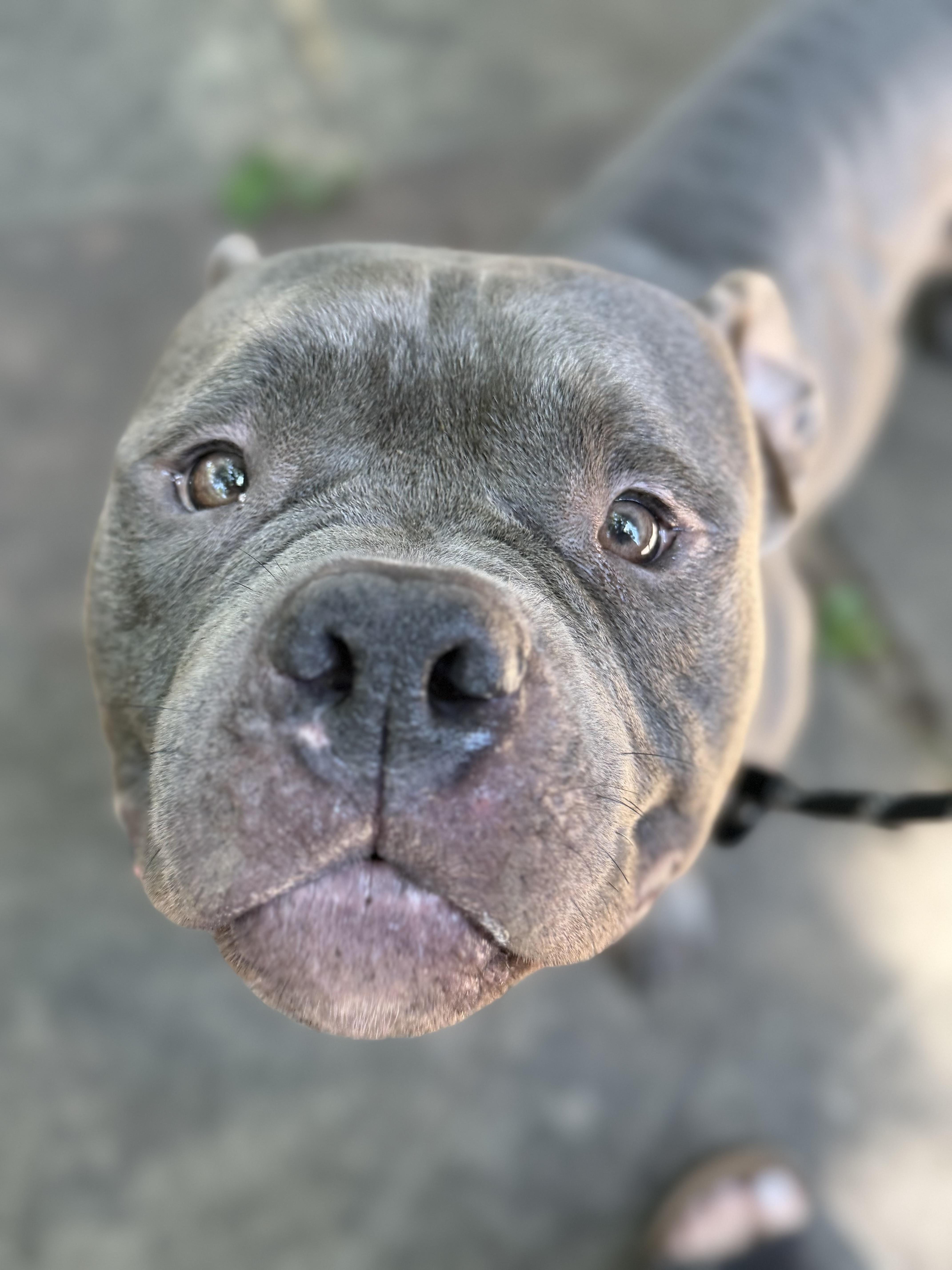 Enlarge Sulley, a Adopted Pit Bull Terrier in Raytown, MO image 4/6