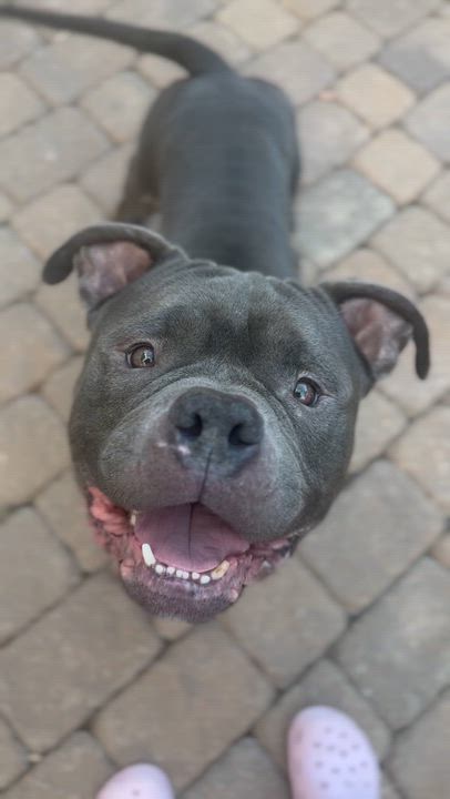 Enlarge Sulley, a Adopted Pit Bull Terrier in Raytown, MO video 3/6