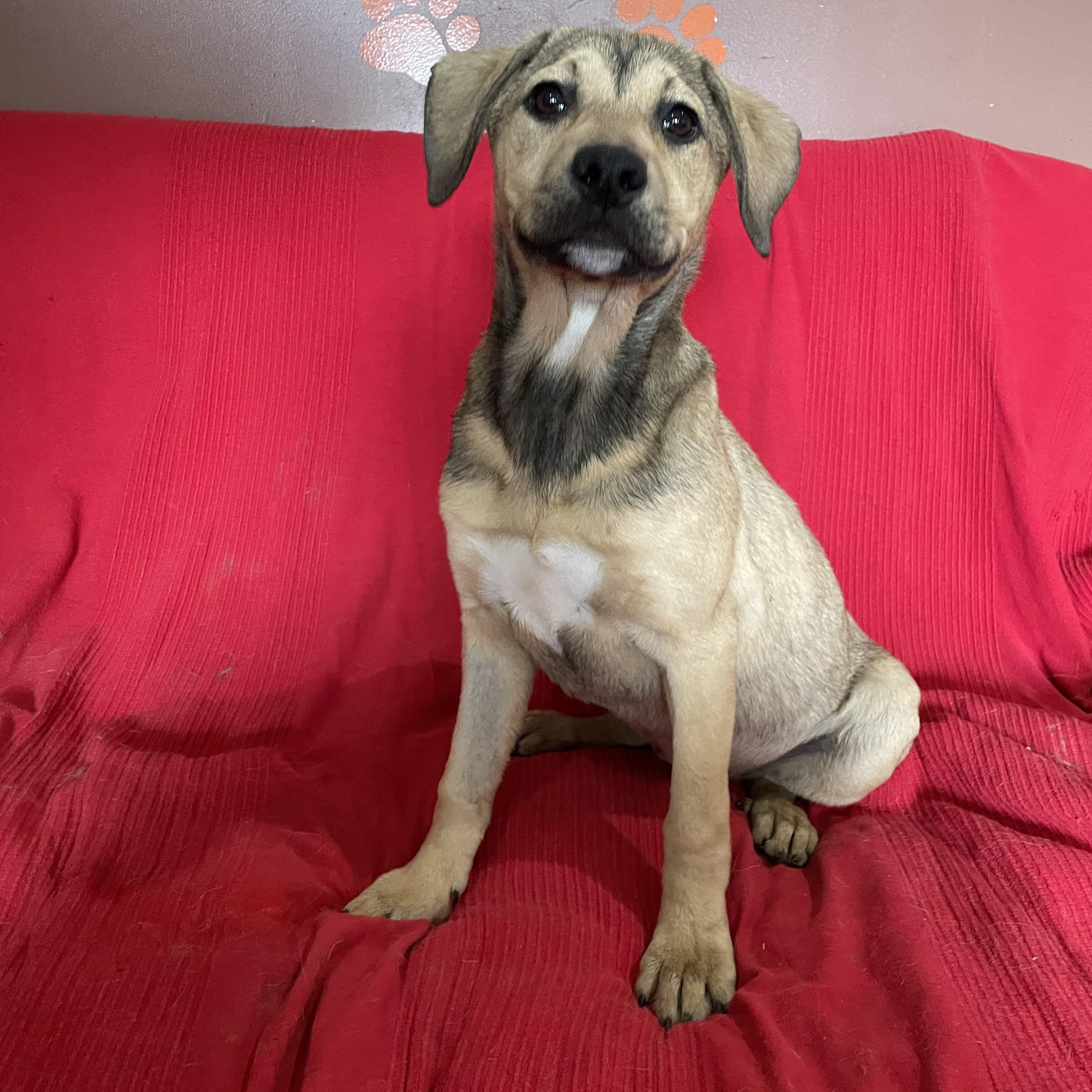 Wrigley, Adoptable, Young Female Black Mouth Cur & Labrador Retriever.