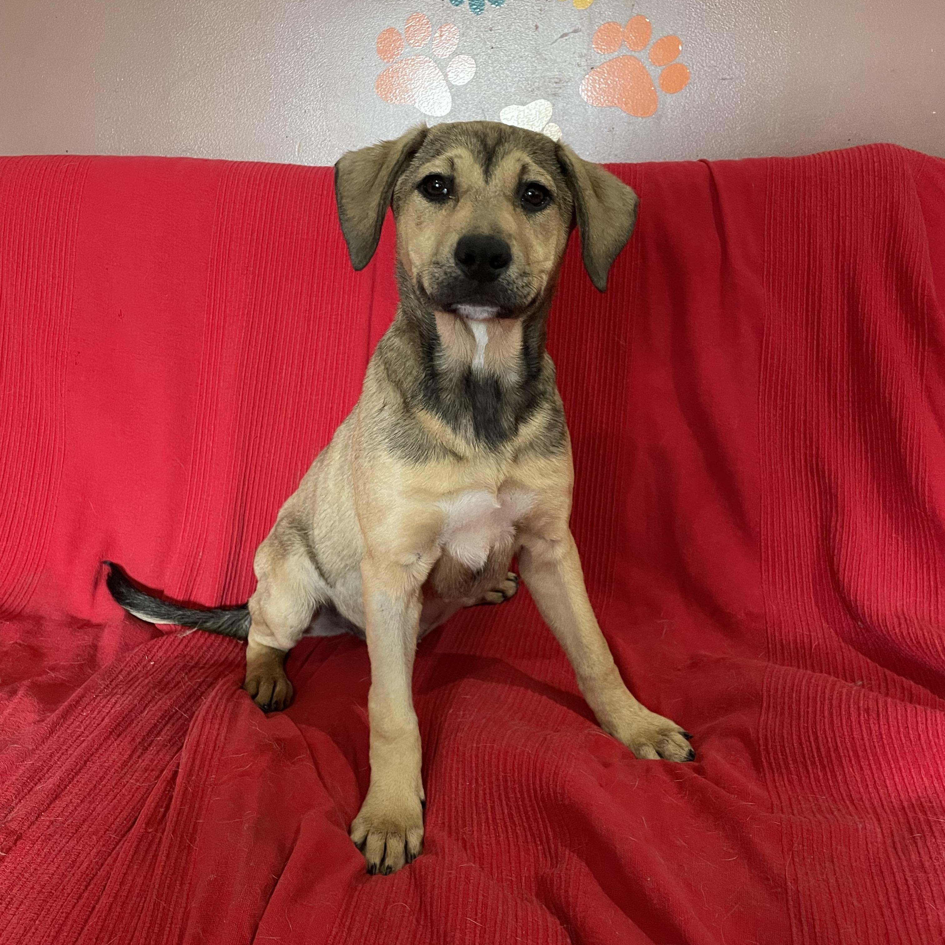 Enlarge Wrigley, a Adoptable mixed breed in Phoenix, AZ image 2/4