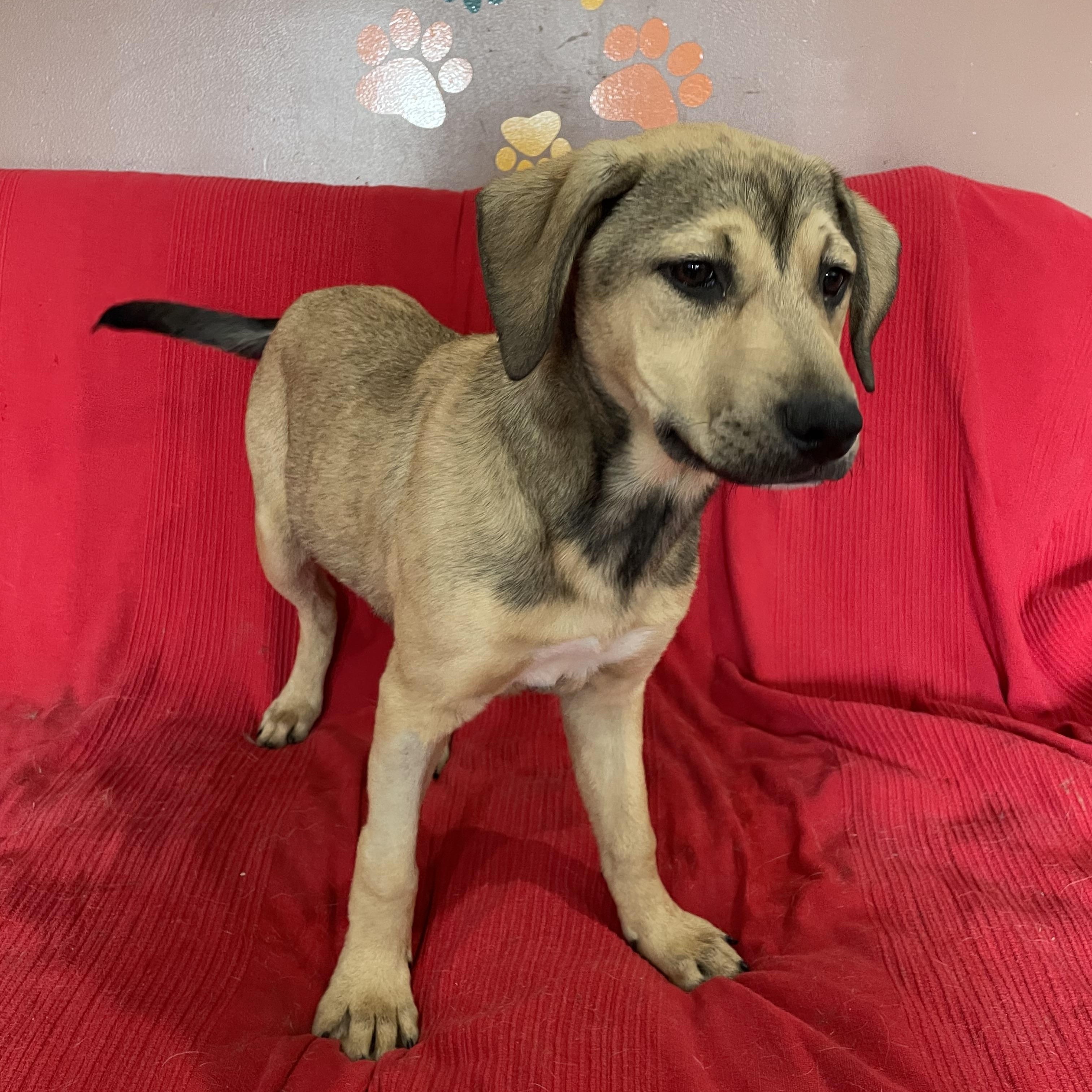 Enlarge Wrigley, a Adoptable mixed breed in Phoenix, AZ image 3/4