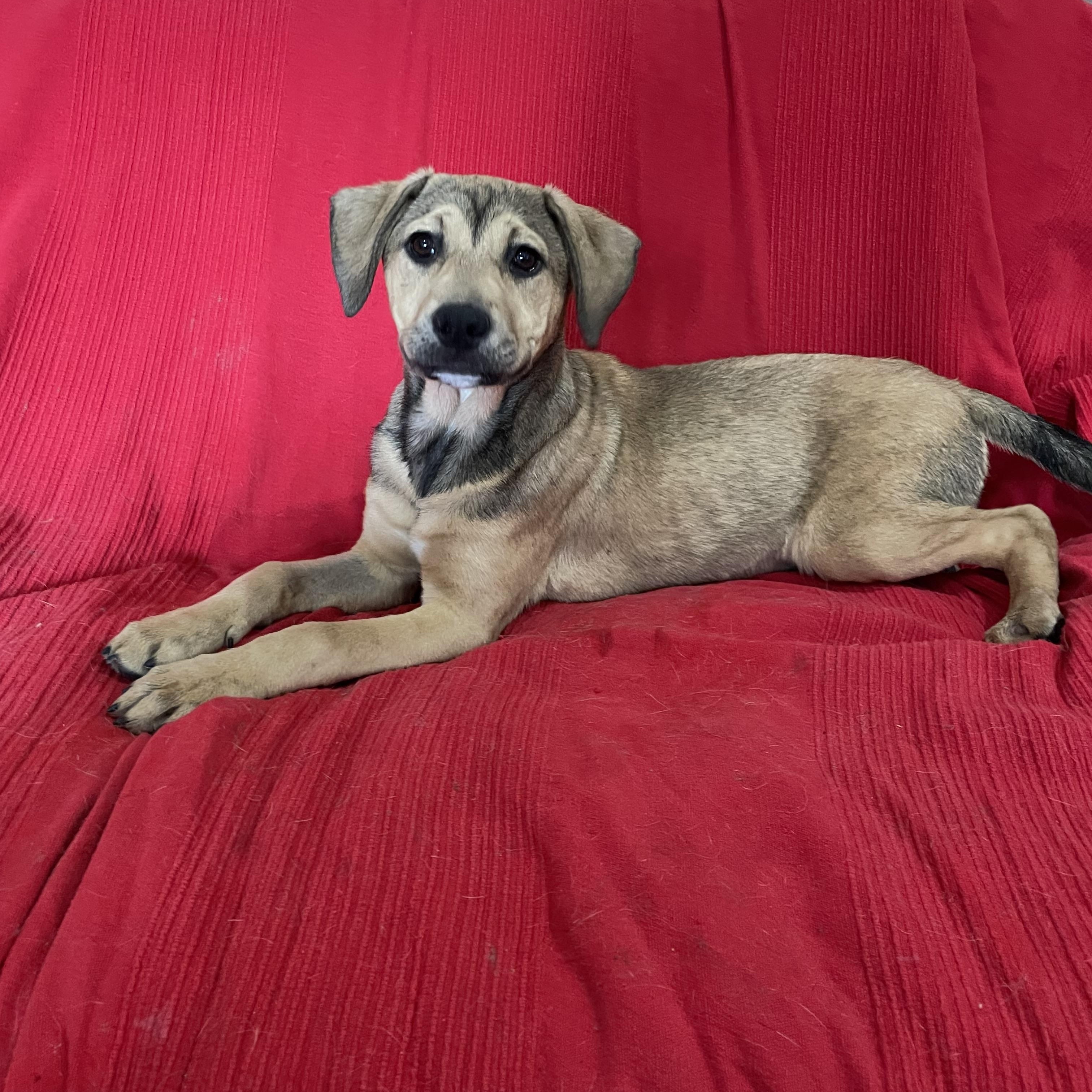 Enlarge Wrigley, a Adoptable mixed breed in Phoenix, AZ image 4/4