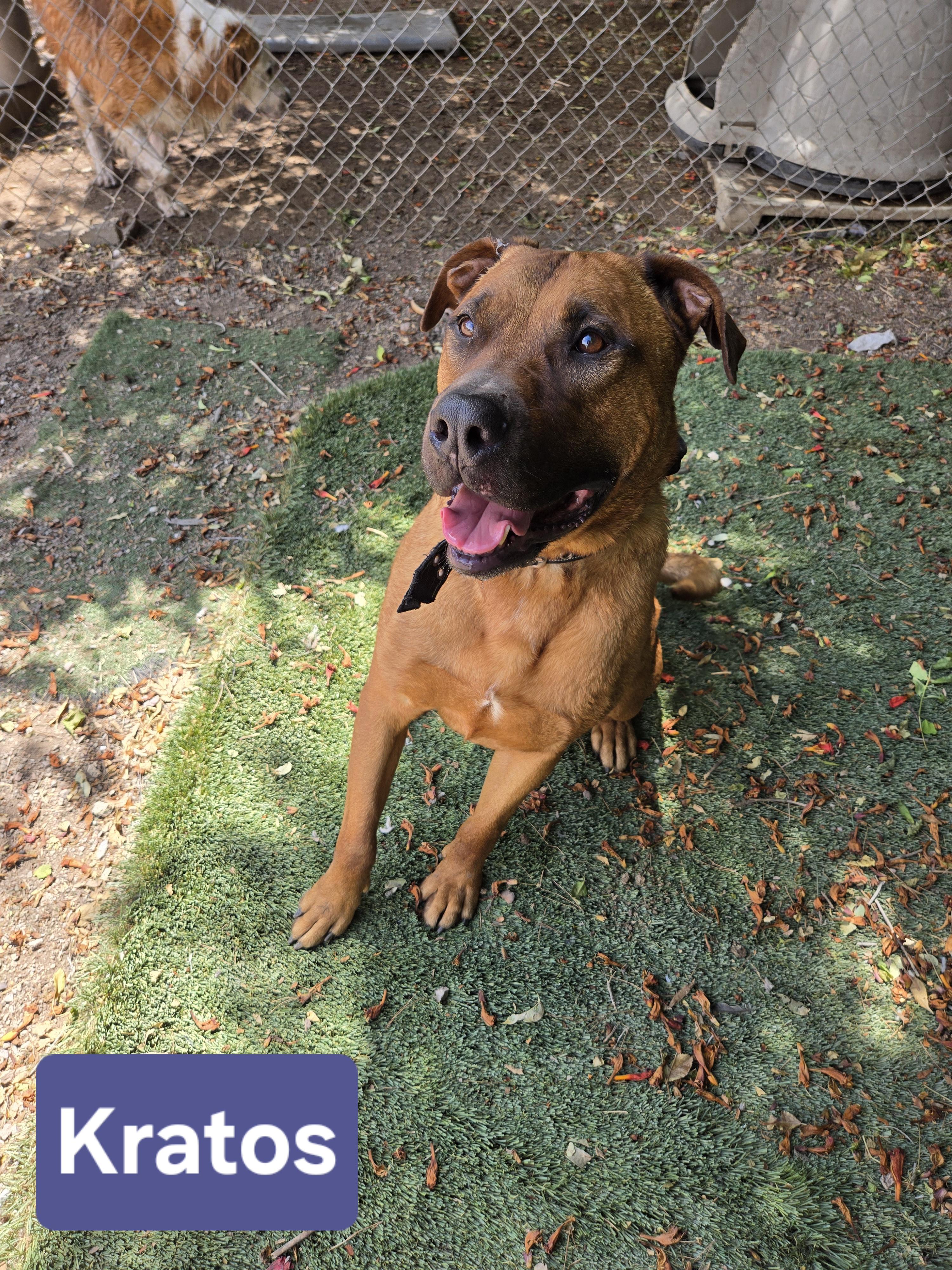 Enlarge Kratos, a Adopted mixed breed in Nogales, AZ image 1/4