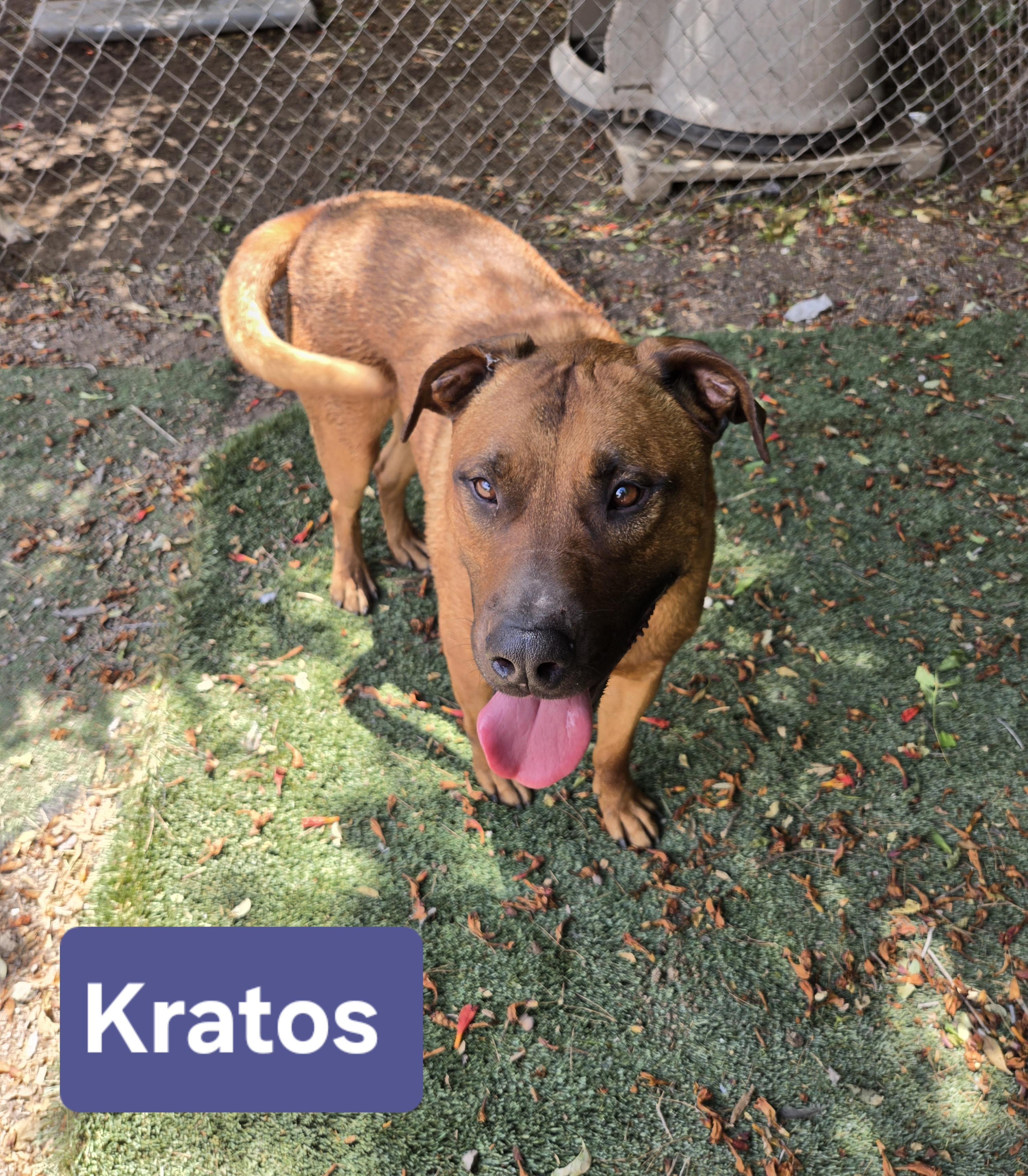 Enlarge Kratos, a Adopted mixed breed in Nogales, AZ image 4/4