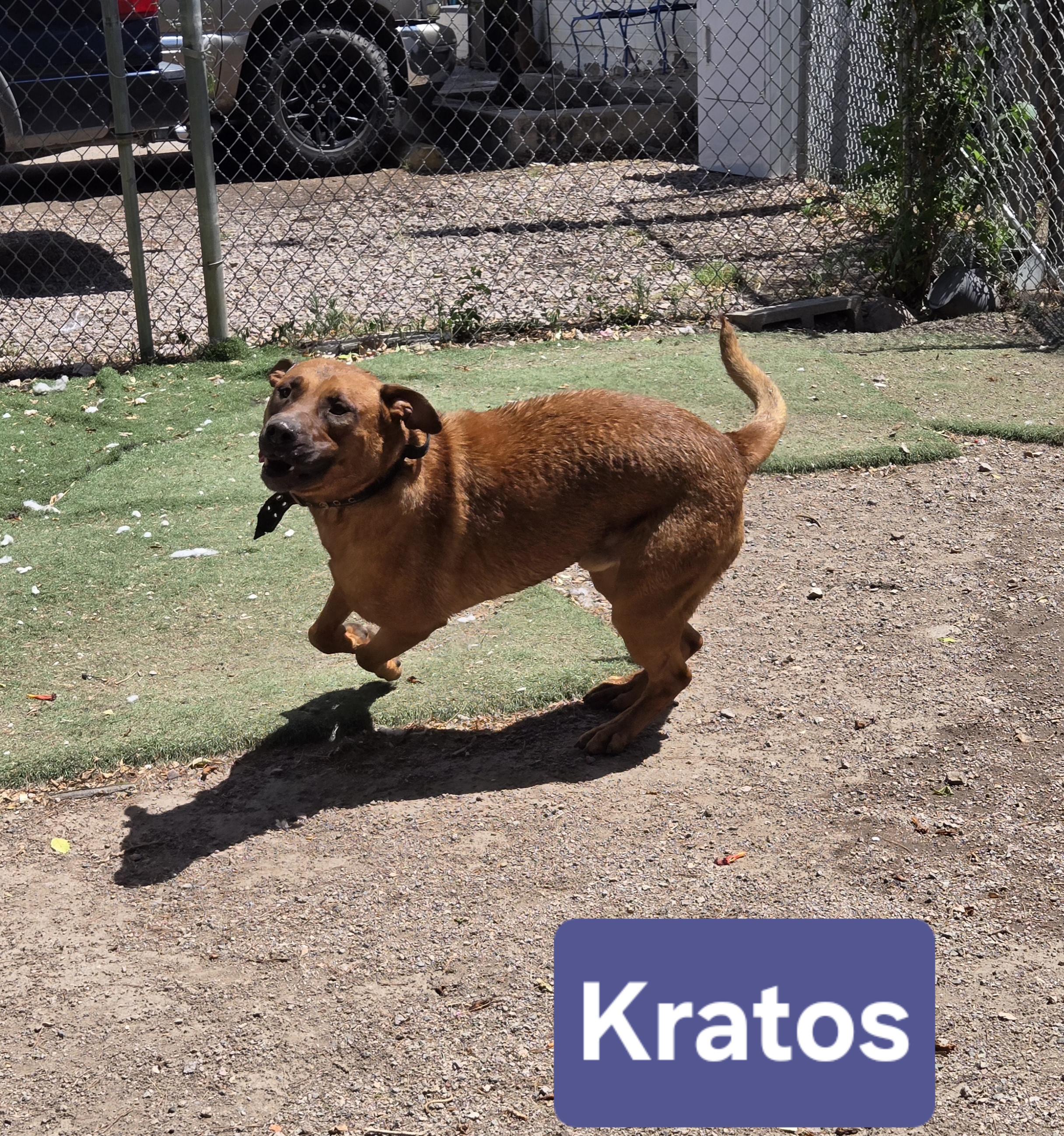 Enlarge Kratos, a Adopted mixed breed in Nogales, AZ image 2/4