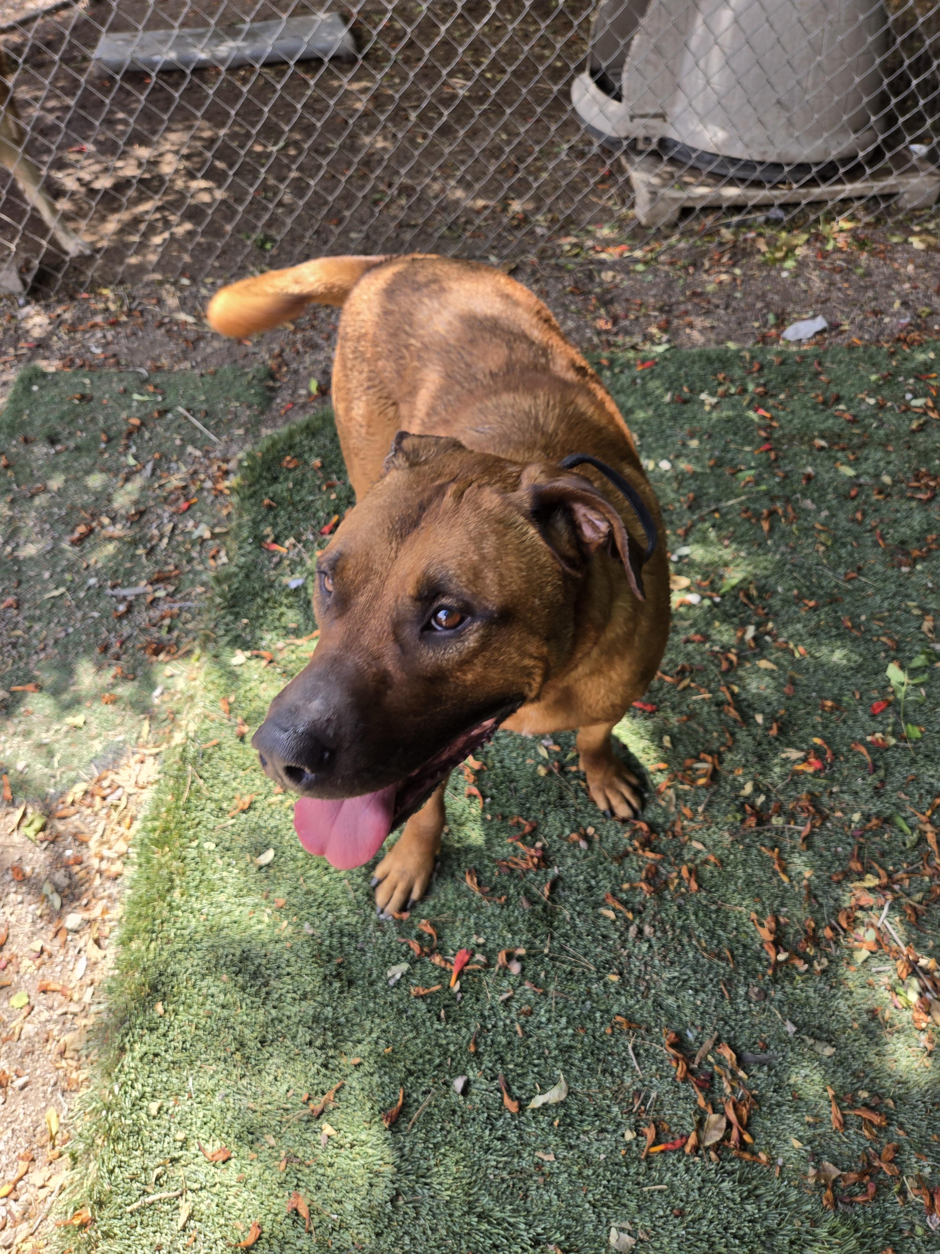 Enlarge Kratos, a Adopted mixed breed in Nogales, AZ image 3/4