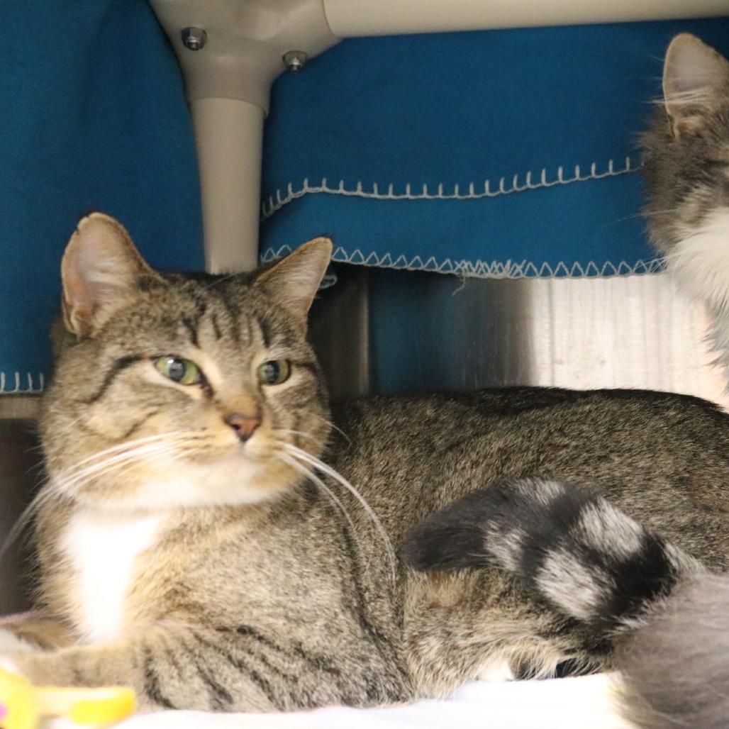 Mommy, Adoptable, Adult Female Domestic Short Hair.