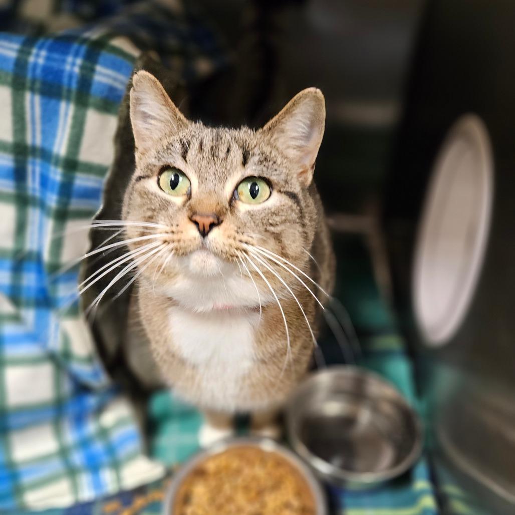 Mommy, a Adoptable Domestic Short Hair in Saint Cloud, MN image 2/6