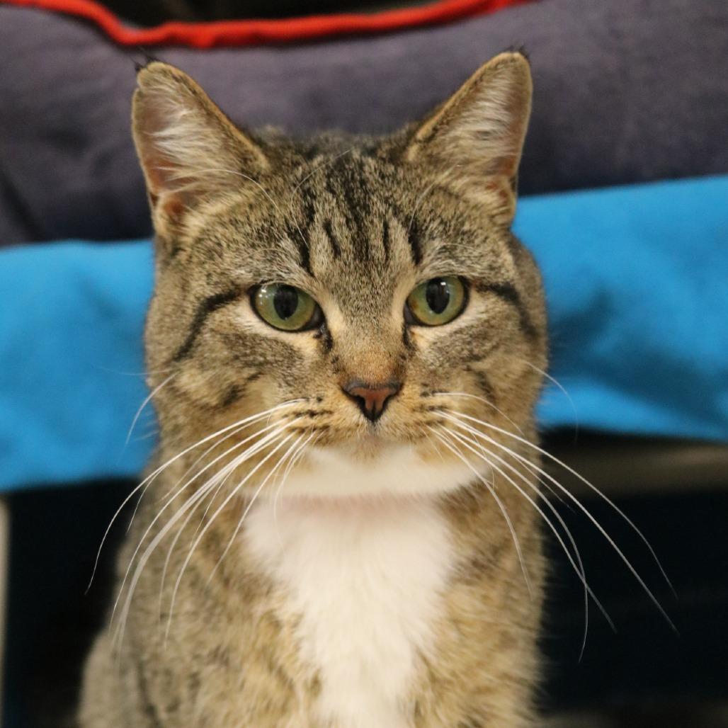 Mommy, a Adoptable Domestic Short Hair in Saint Cloud, MN image 3/6