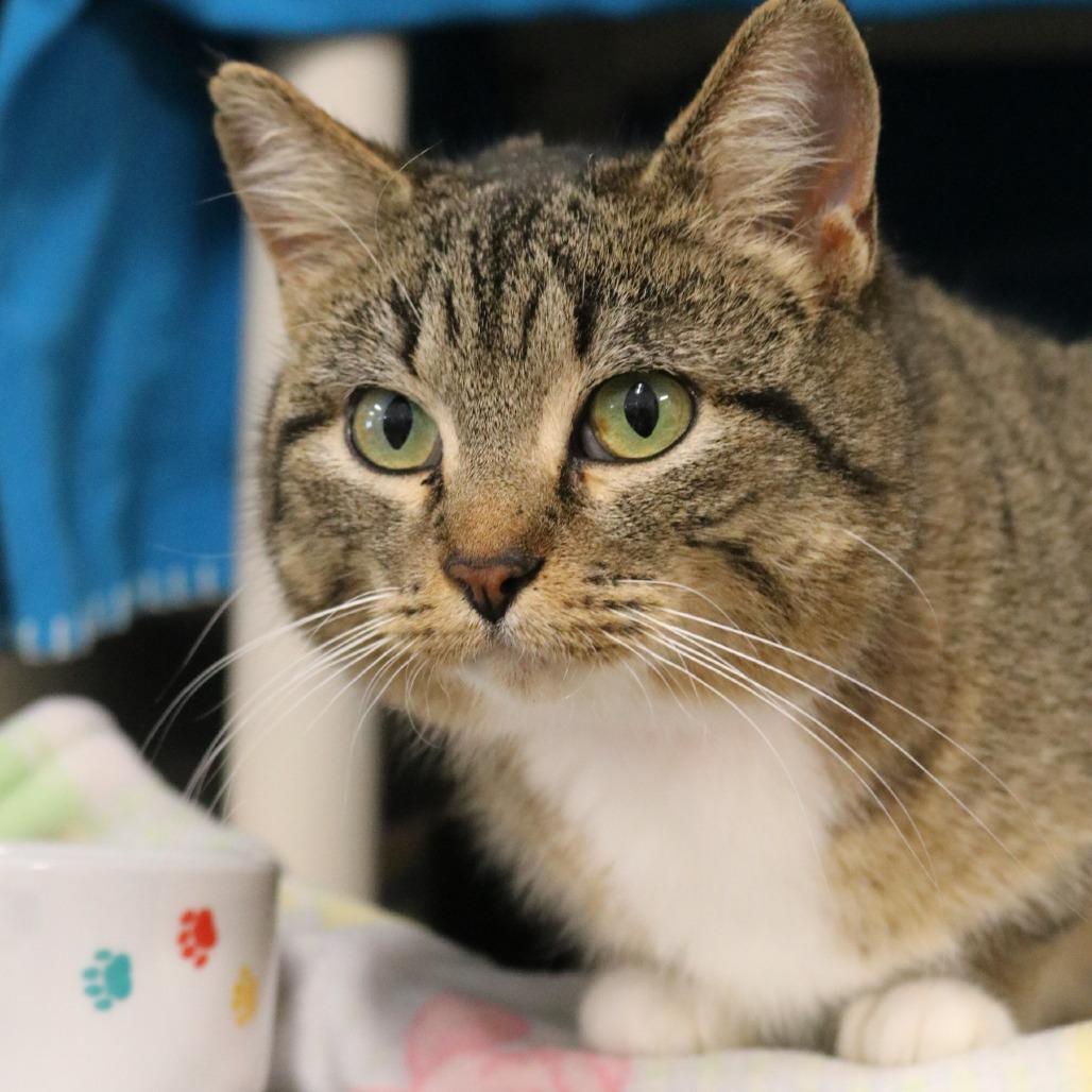 Mommy, a Adoptable Domestic Short Hair in Saint Cloud, MN image 4/6