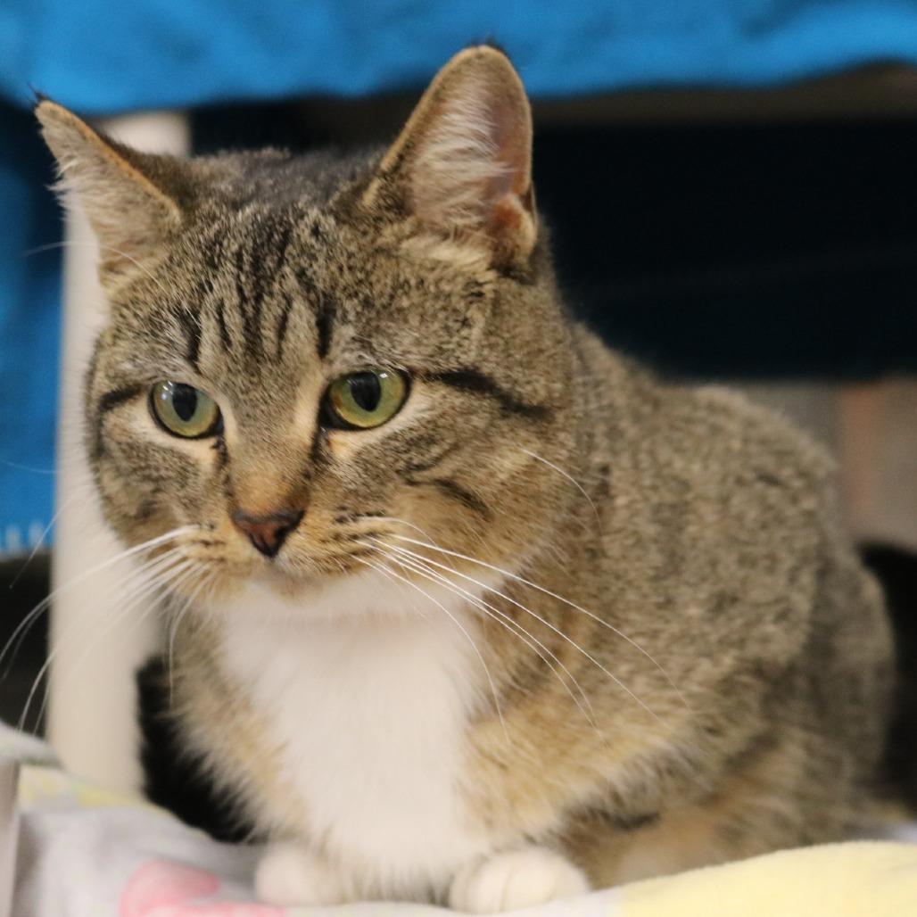 Mommy, a Adoptable Domestic Short Hair in Saint Cloud, MN image 5/6