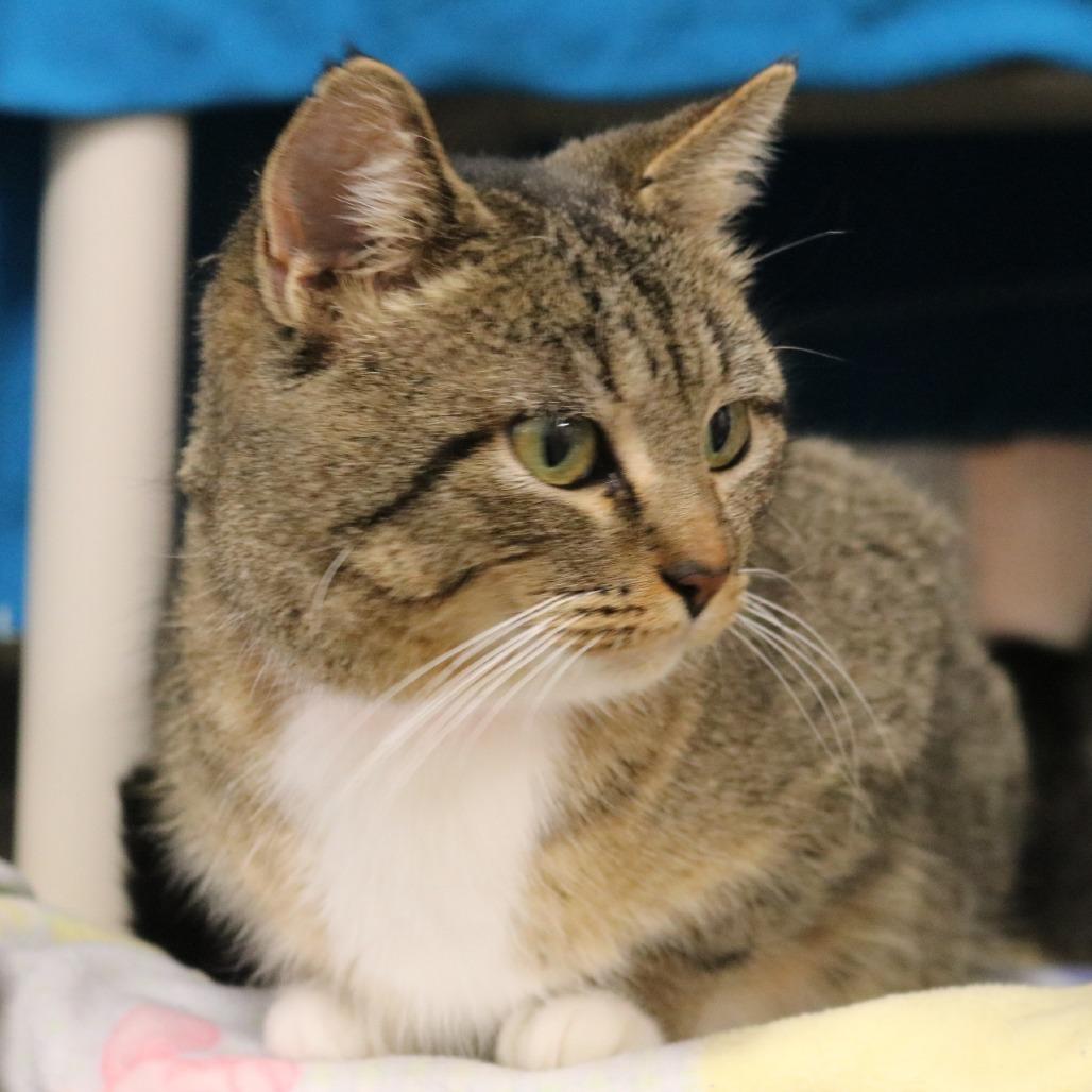 Mommy, a Adoptable Domestic Short Hair in Saint Cloud, MN image 6/6