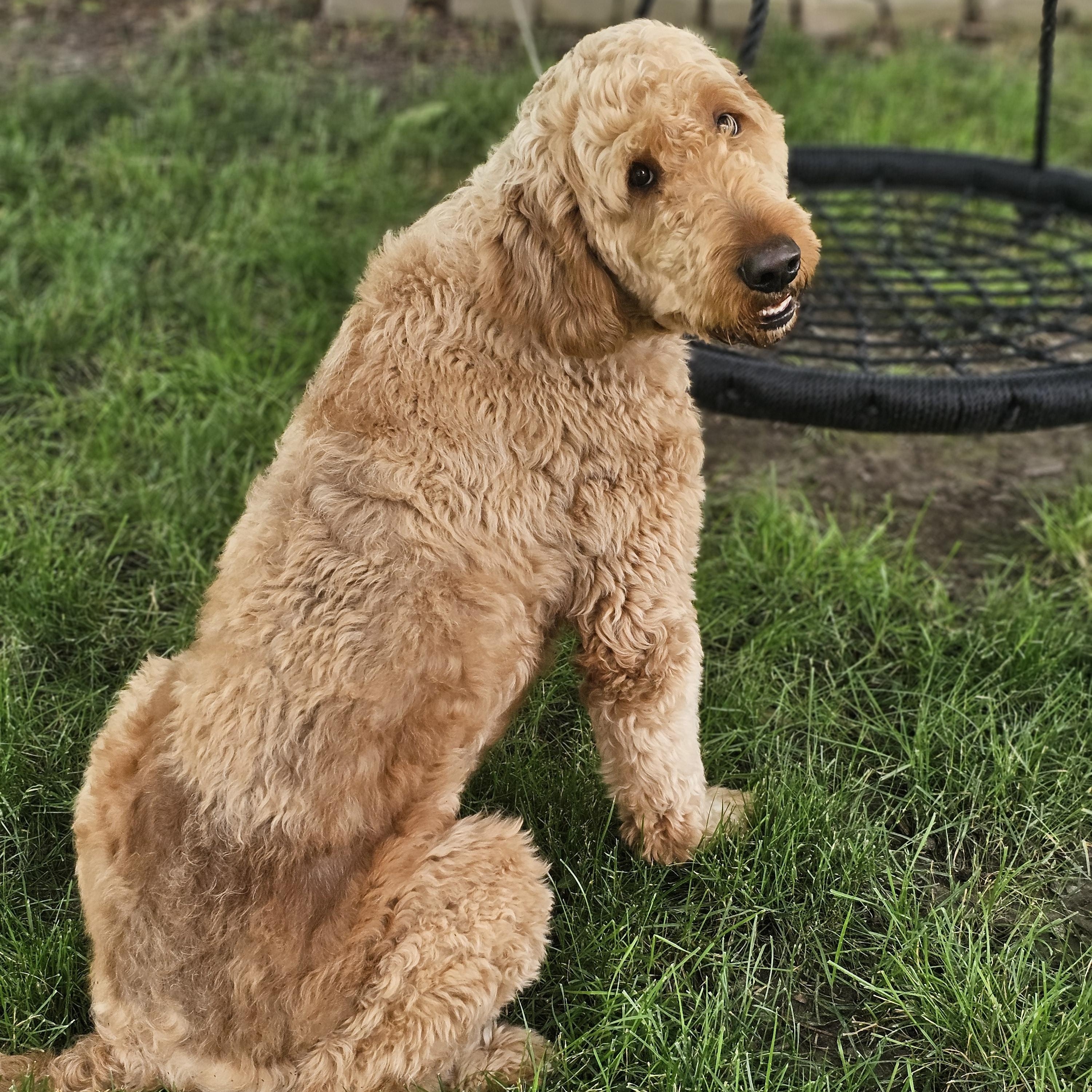 Enlarge Coop, an adopted Goldendoodle in O Fallon, IL image 4/6