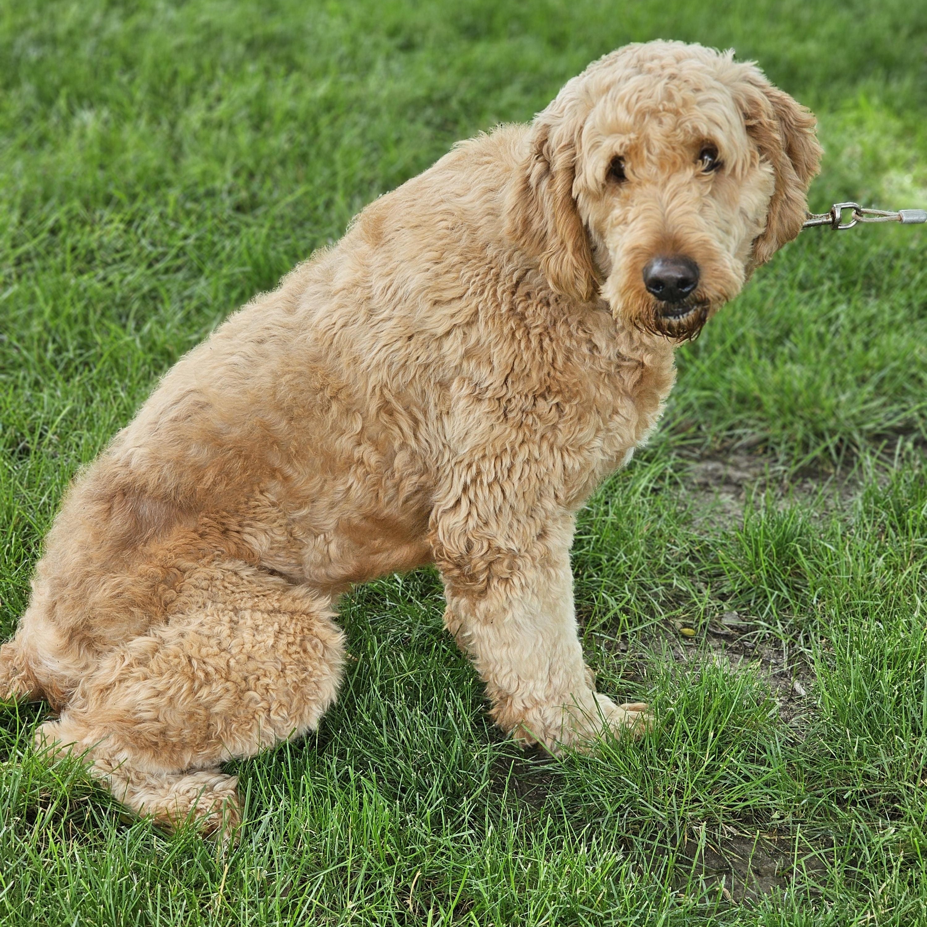 Enlarge Coop, an adopted Goldendoodle in O Fallon, IL image 2/6