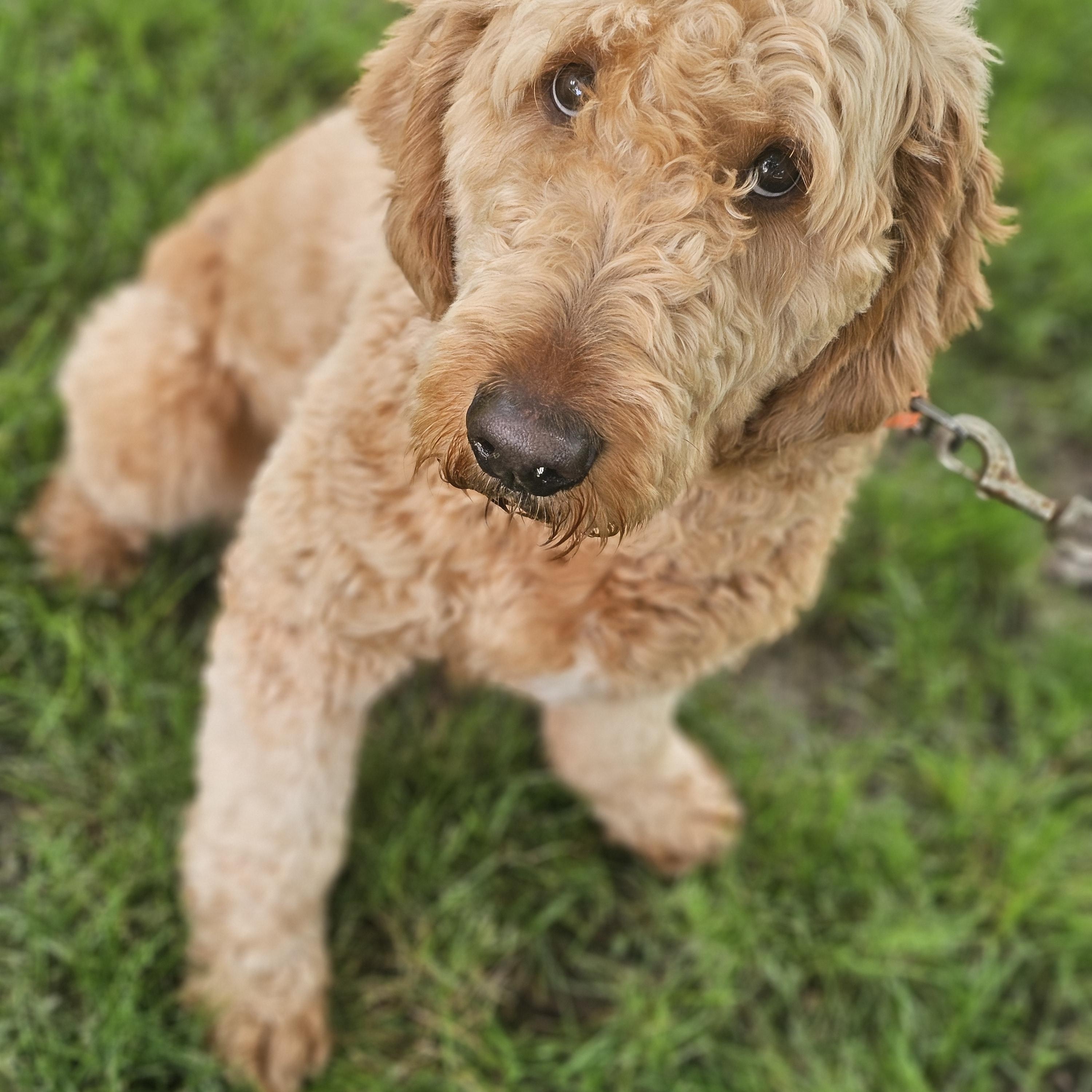 Enlarge Coop, an adopted Goldendoodle in O Fallon, IL image 6/6