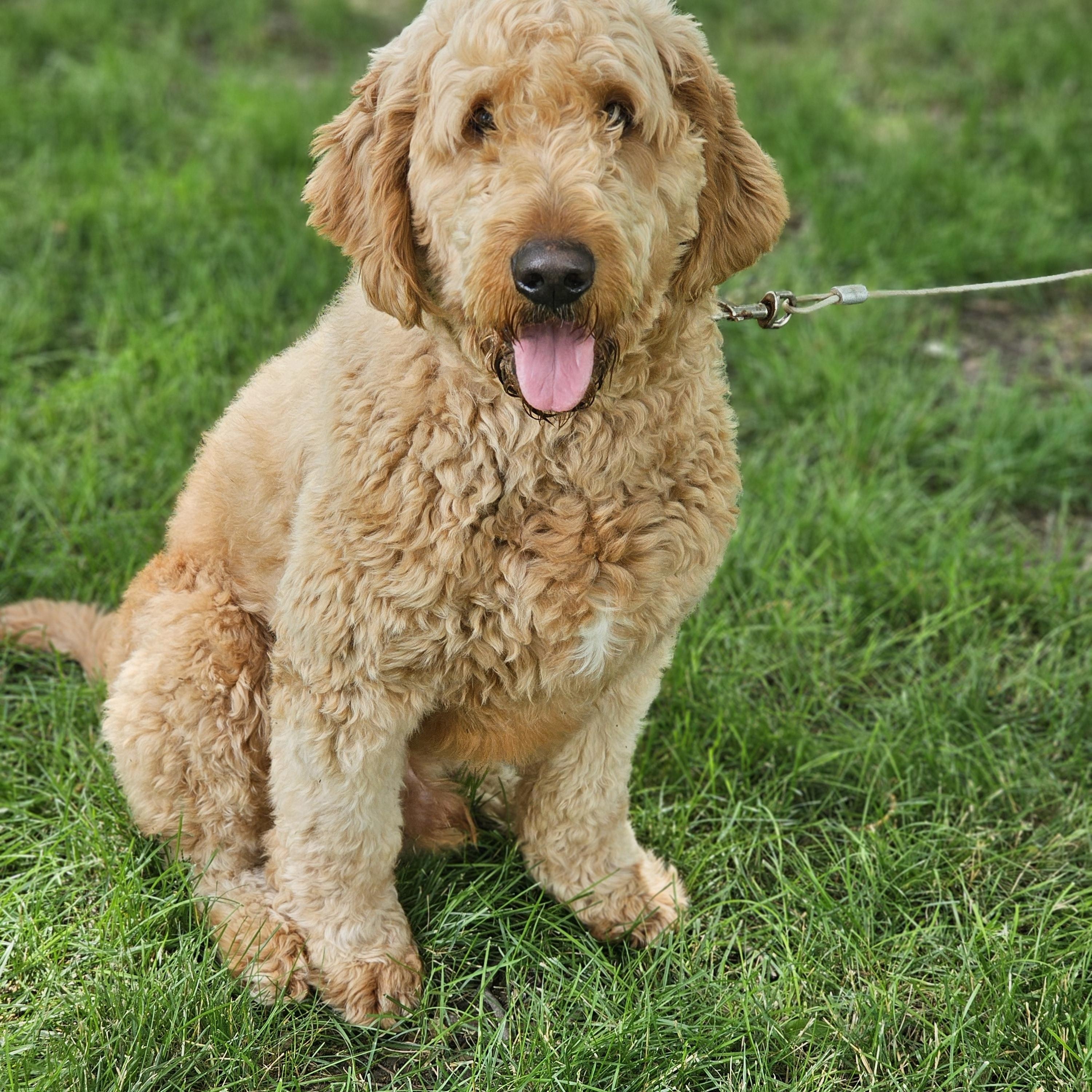 Enlarge Coop, an adopted Goldendoodle in O Fallon, IL image 3/6