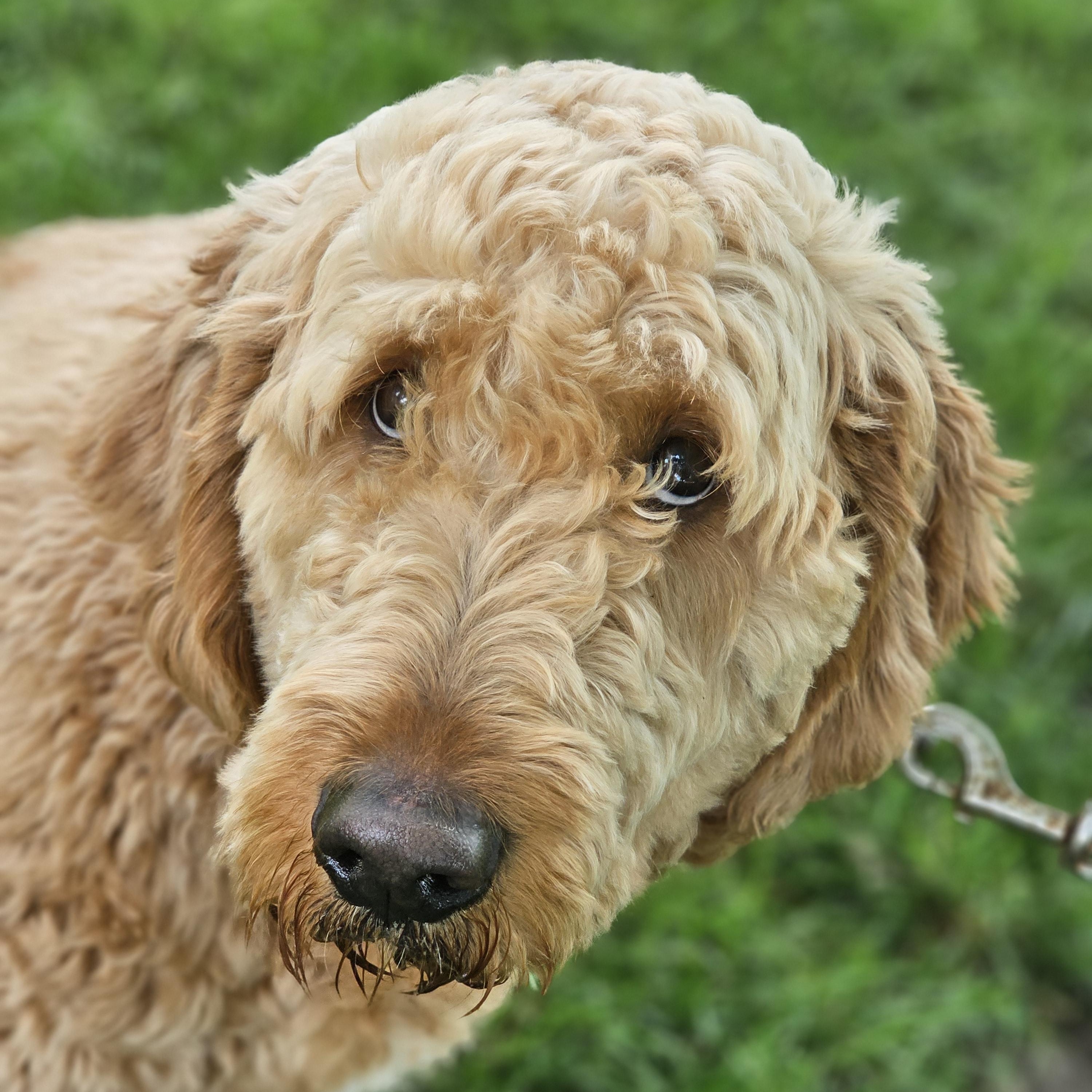 Enlarge Coop, an adopted Goldendoodle in O Fallon, IL image 5/6