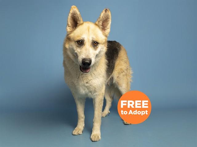 Enlarge HARO, a Adoptable German Shepherd Dog in Phoenix, AZ image 1/1
